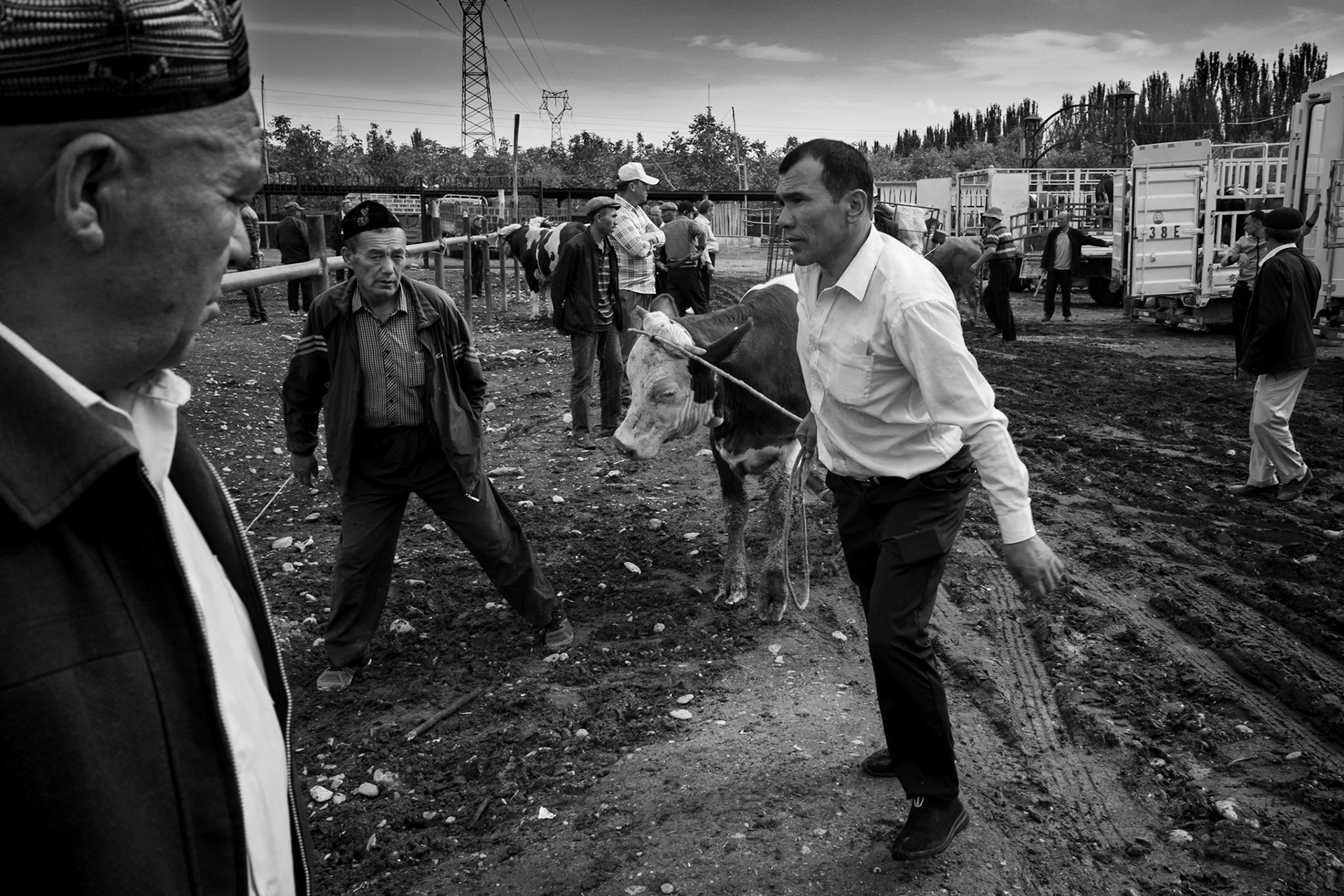 Unloading Cows, Sunday Livestock Market, Kashgar, China