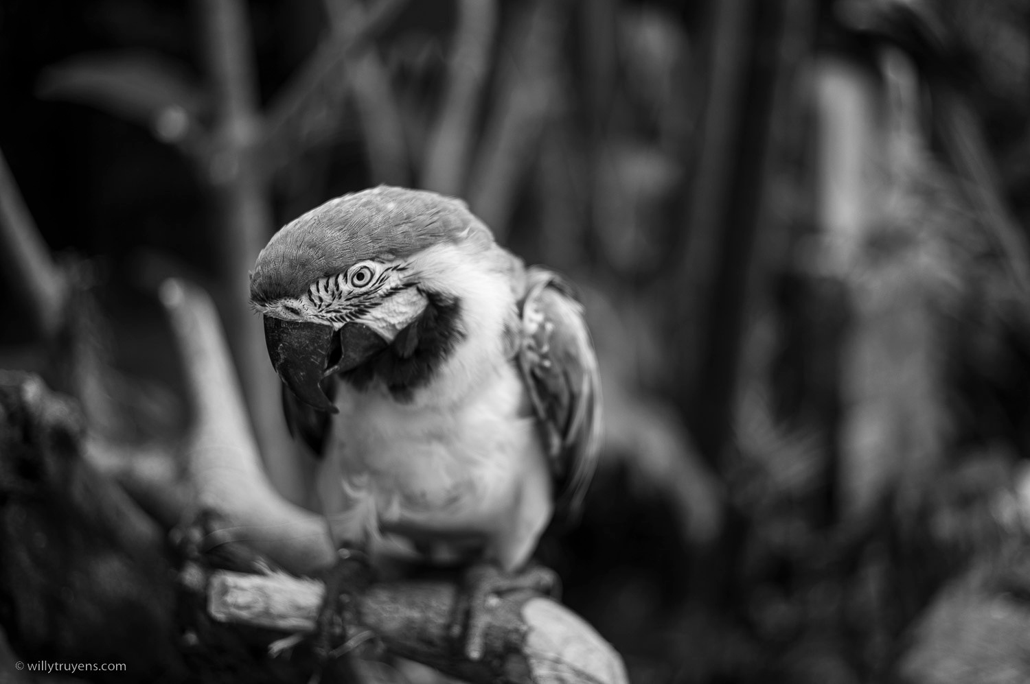 Macaw refuge, Copán, Honduras