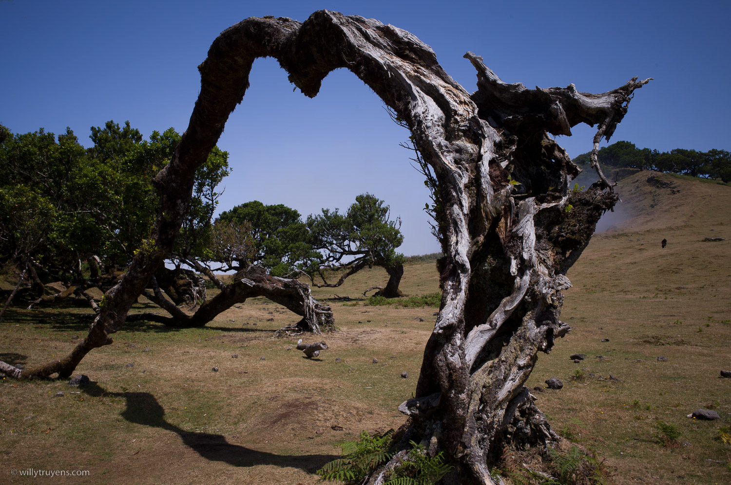 Fanal Forest
