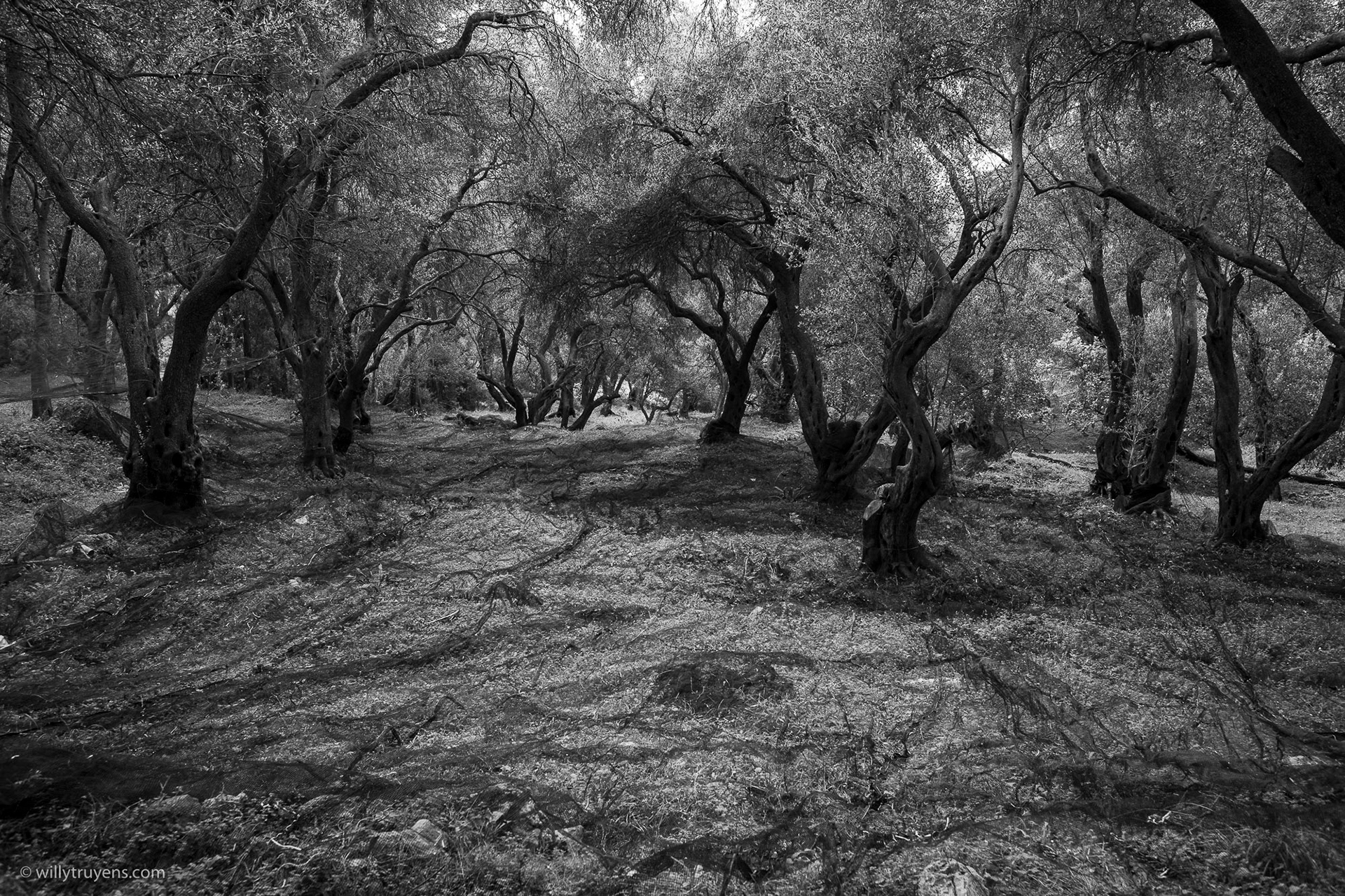 The Olive Grove, Parga