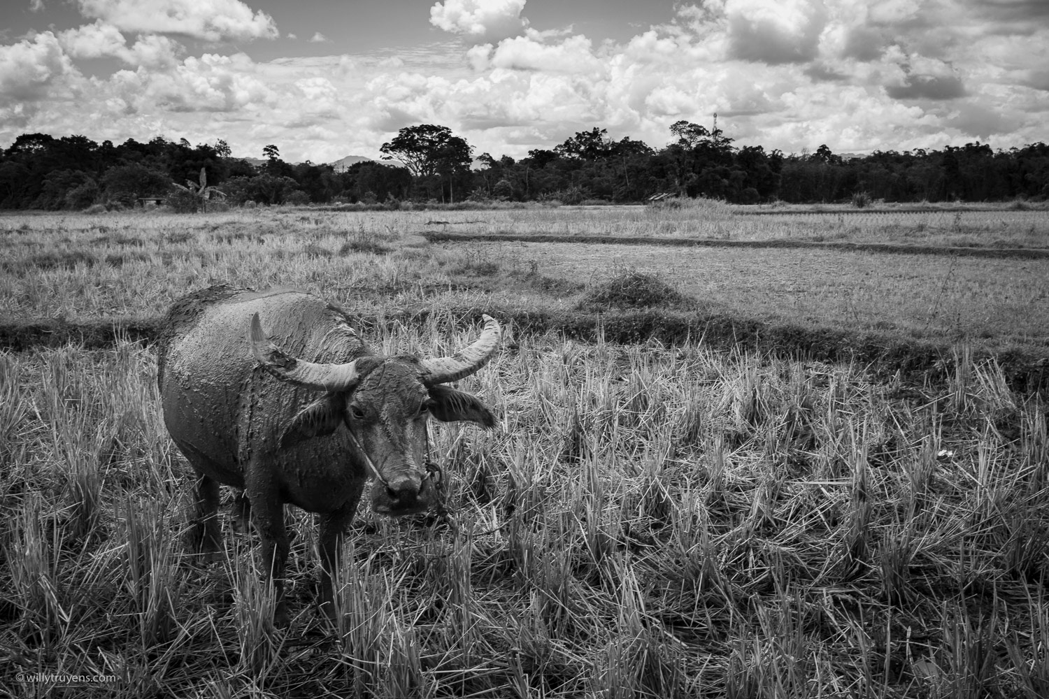Water buffalo, Bukittinggi, Sumatra