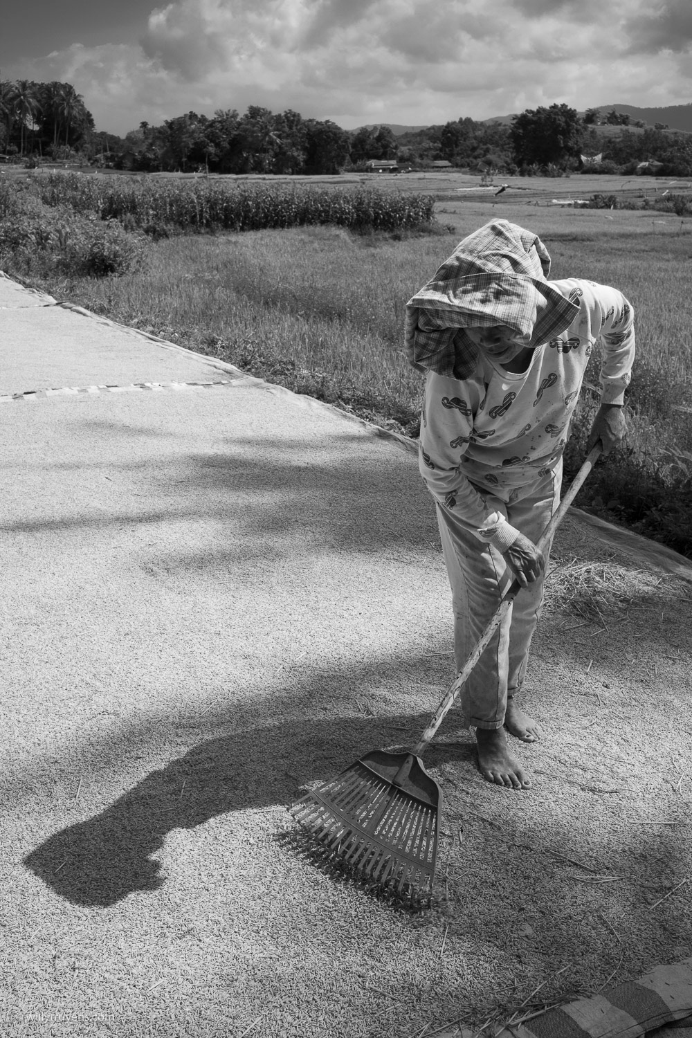 Rice harvest, Samosir eiland, Sumatra