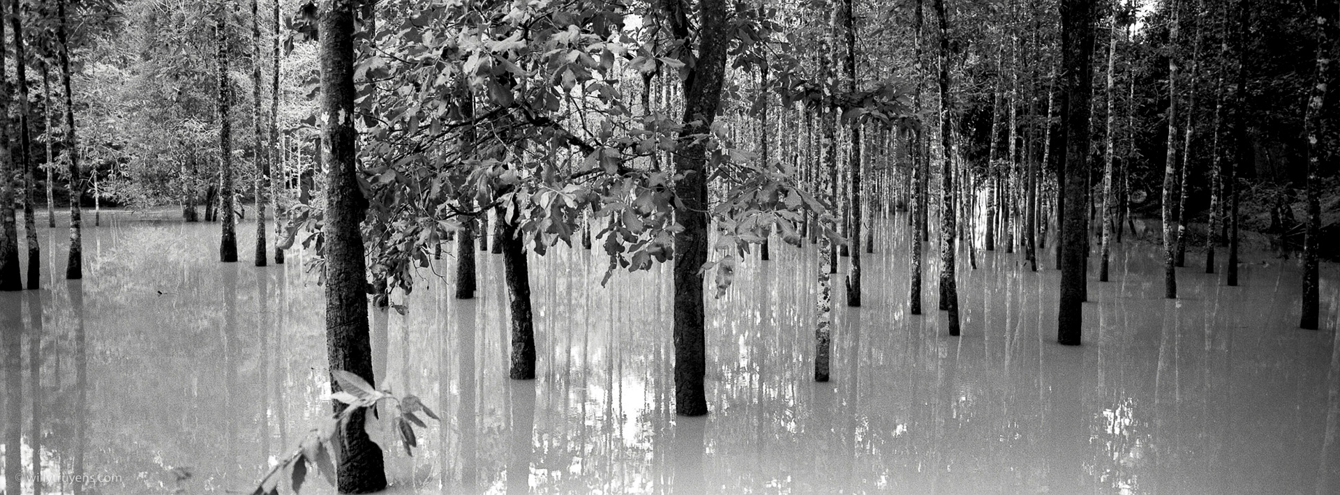 Swamp at Angkor Wat