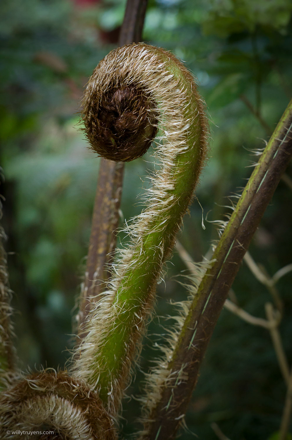 Botanical Garden, Funchal