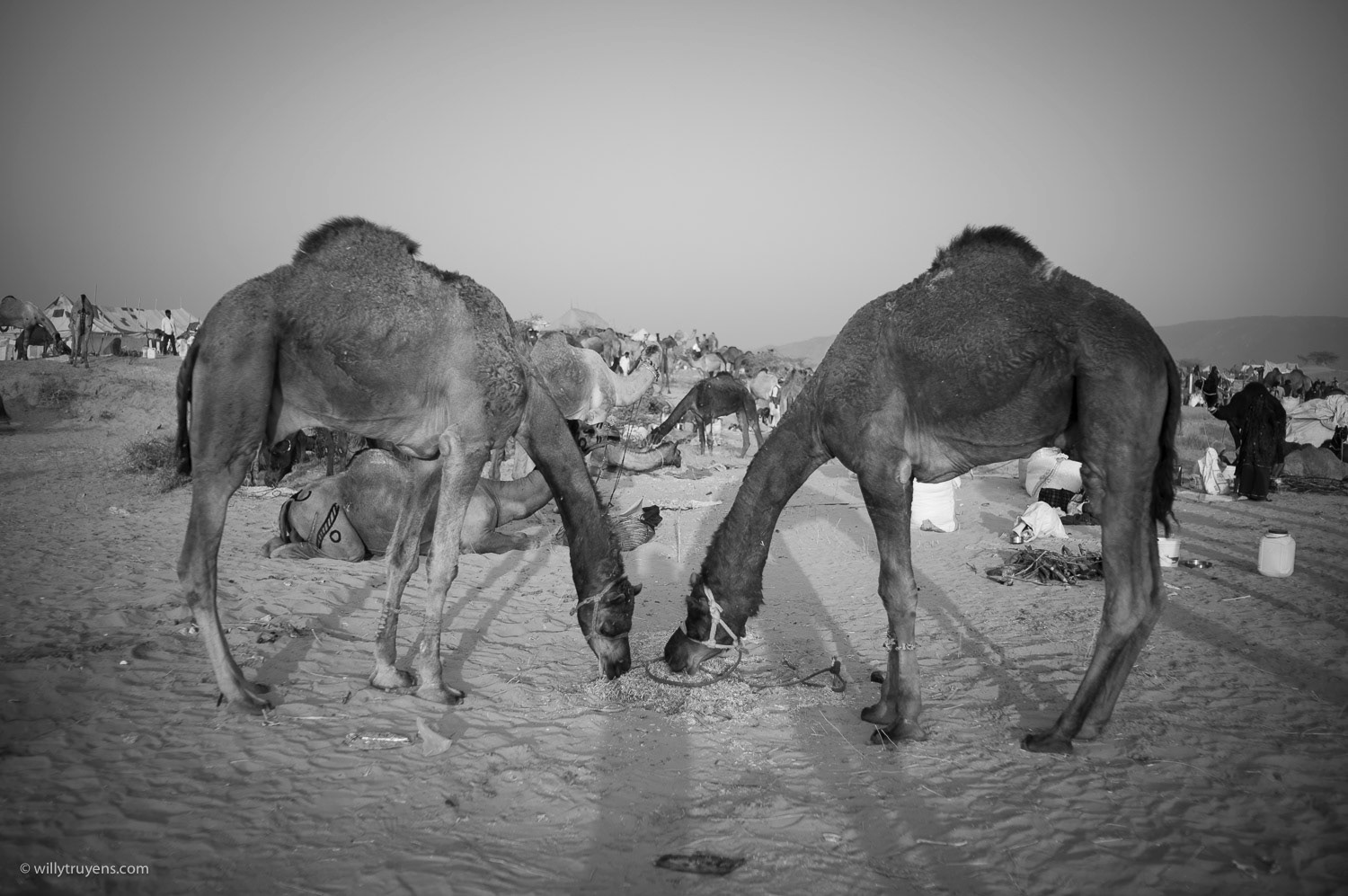 Pushkar