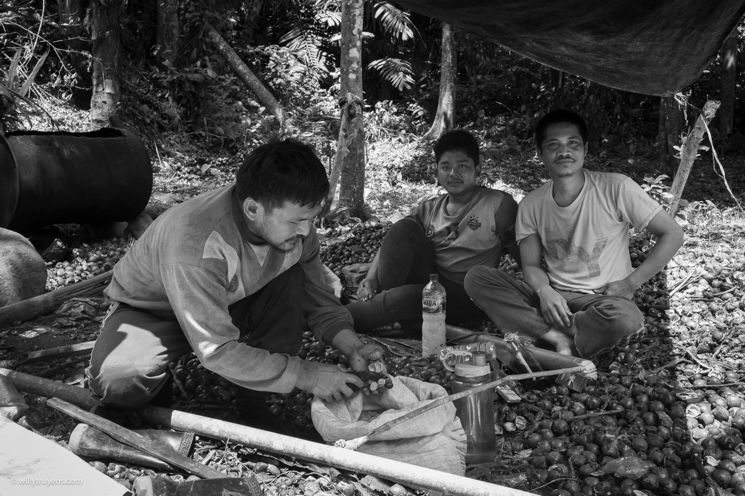 Harvest of Sugar Palm Lontar fruits, Bukittinggi, Sumatra