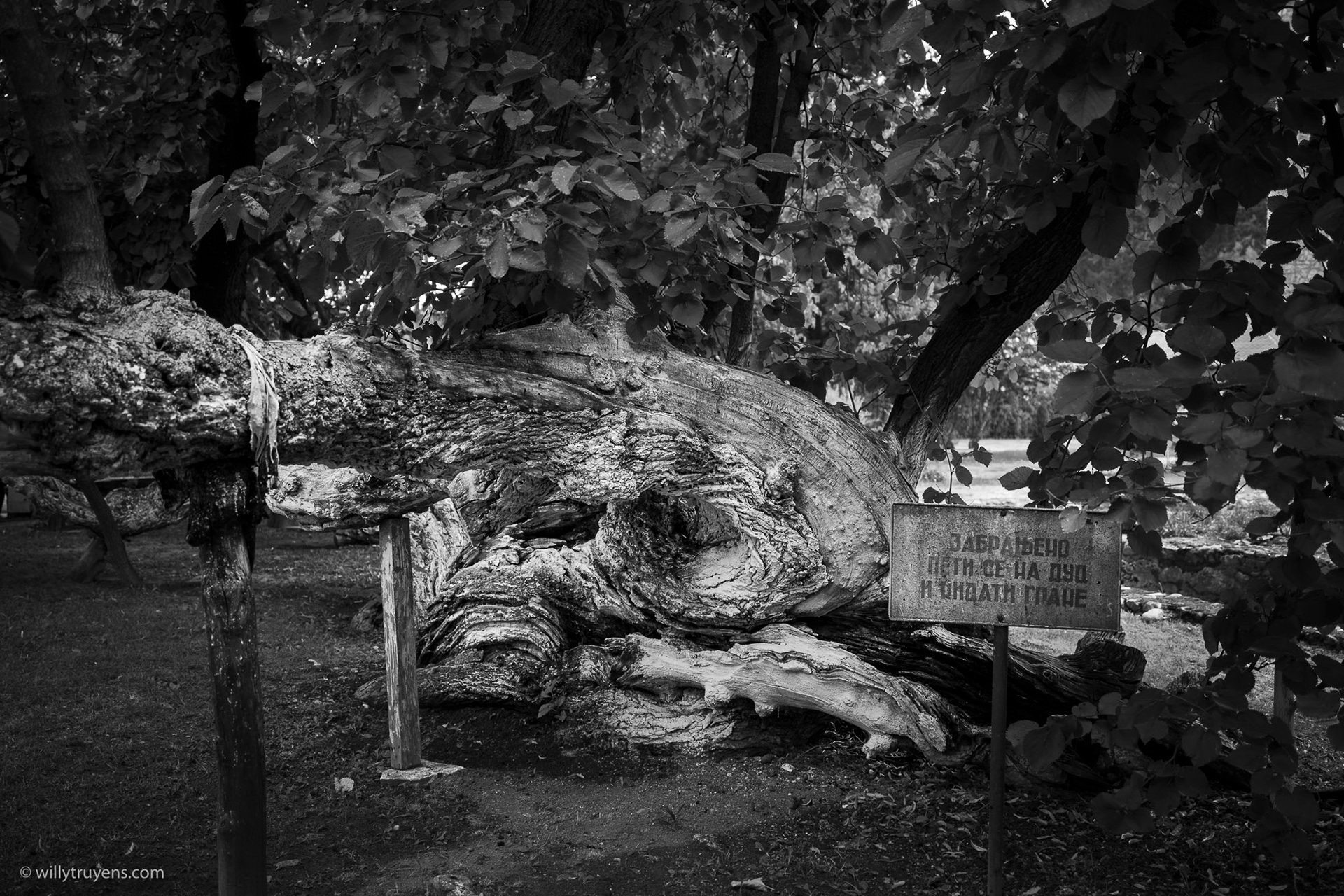 Mulberry Tree, Moraca