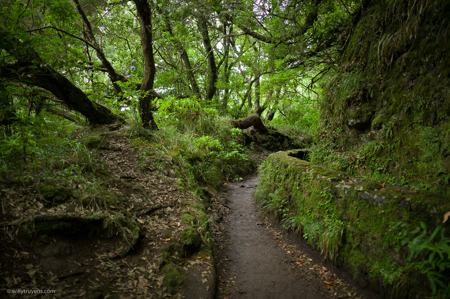 Levada do Caldeirão Verde