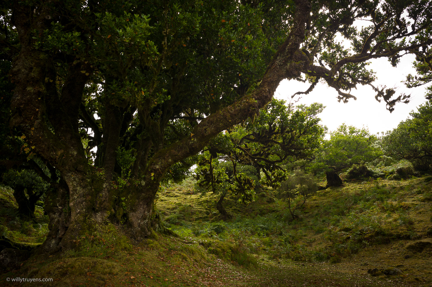 Fanal Forest