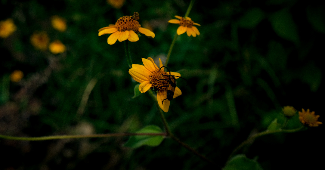 Sierra Madre del Sur, Oaxaca