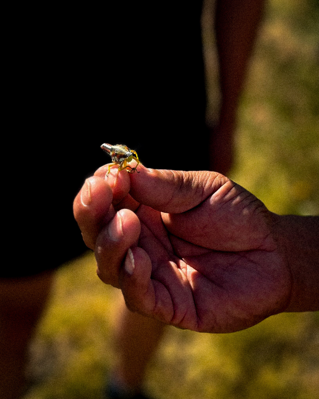 Sierra Madre del Sur, Oaxaca