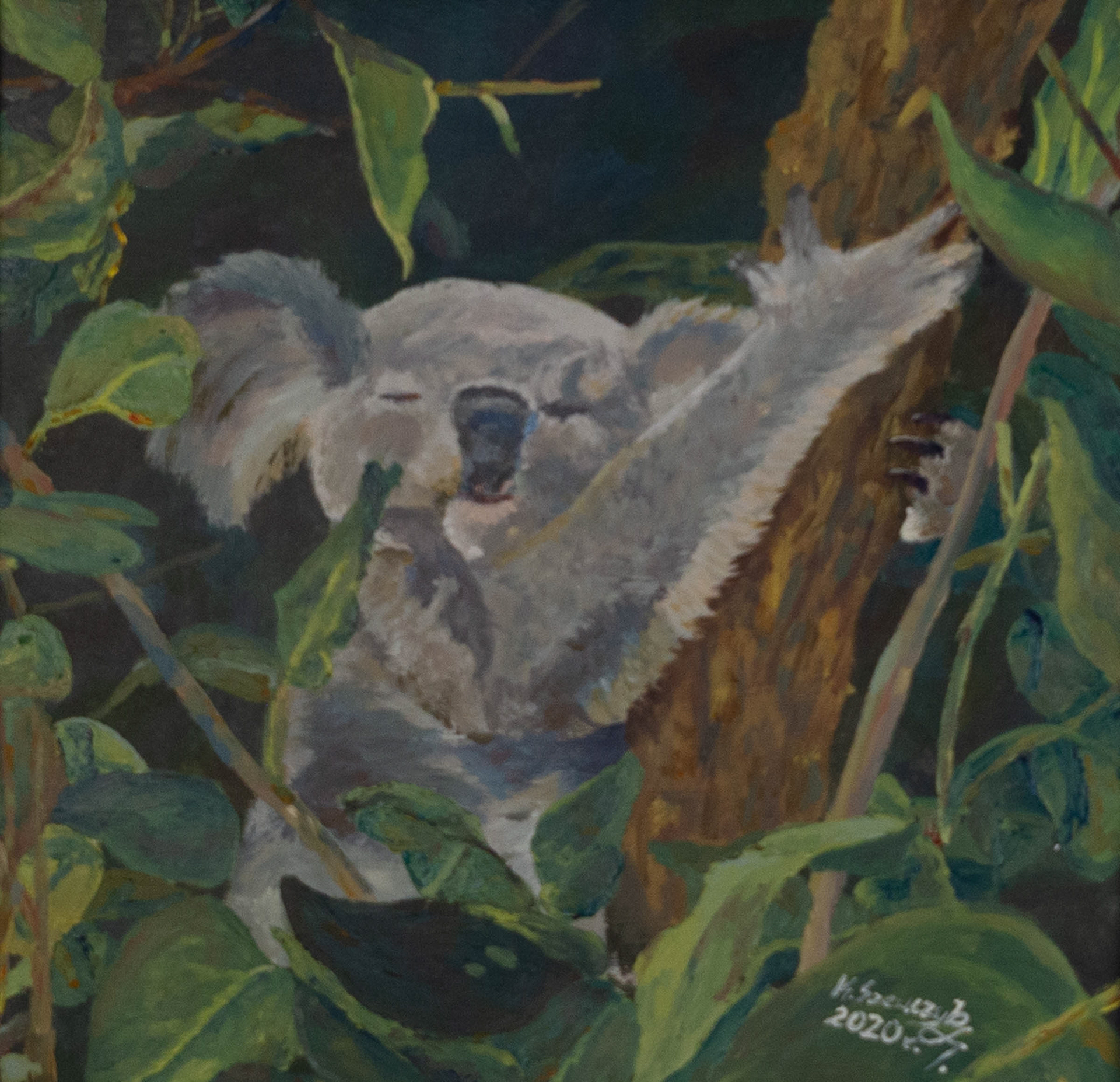 Koala