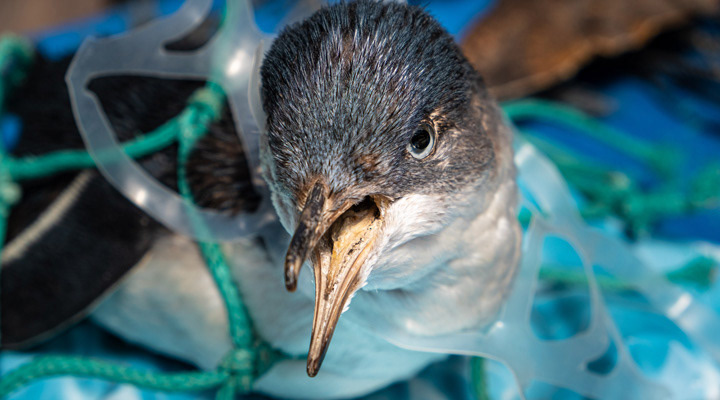 Marine plastic pollution and nature conservation concept - penguin trapped in plastic net @ Adobe Stock