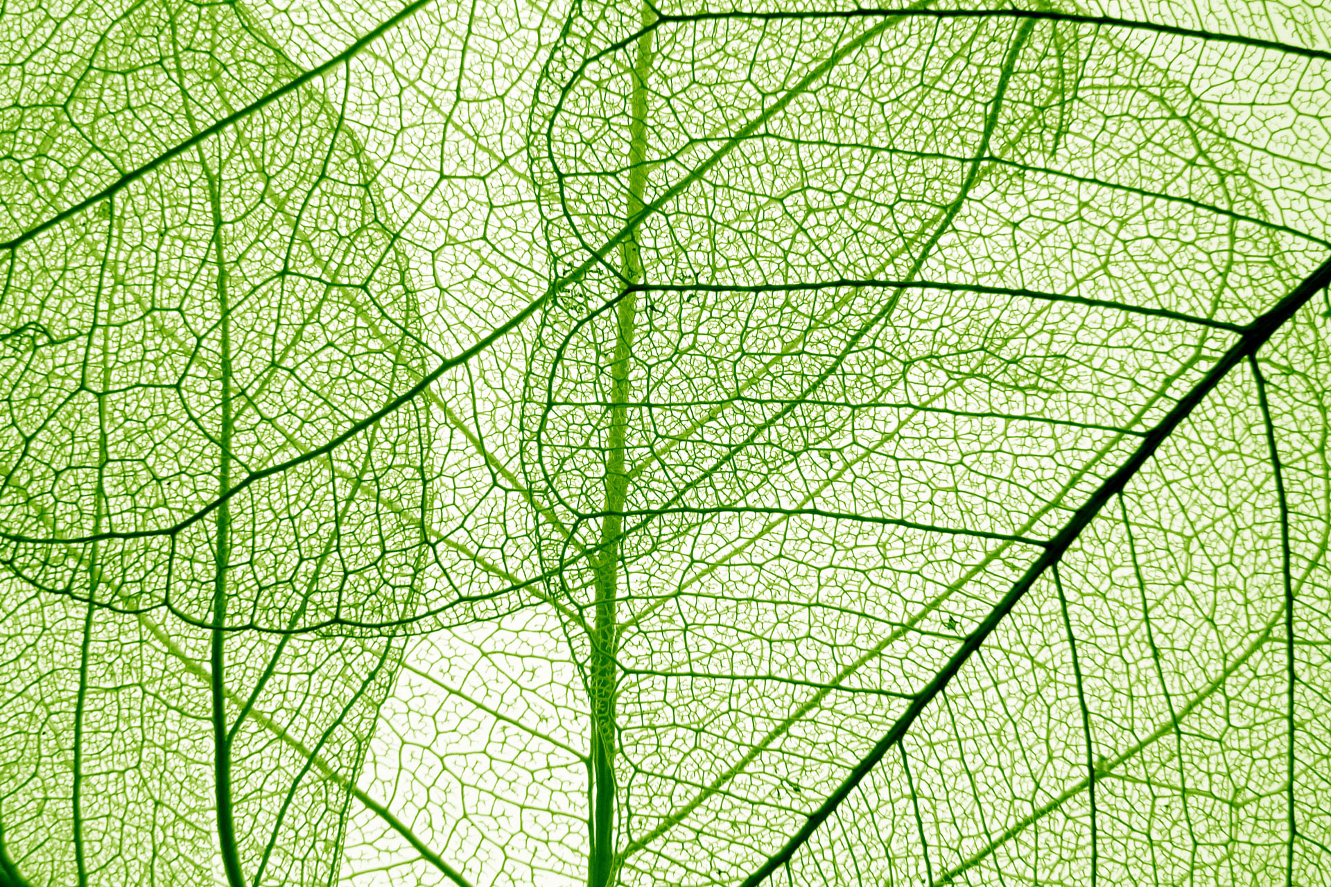 Cool Matcha @ Adobe Stock