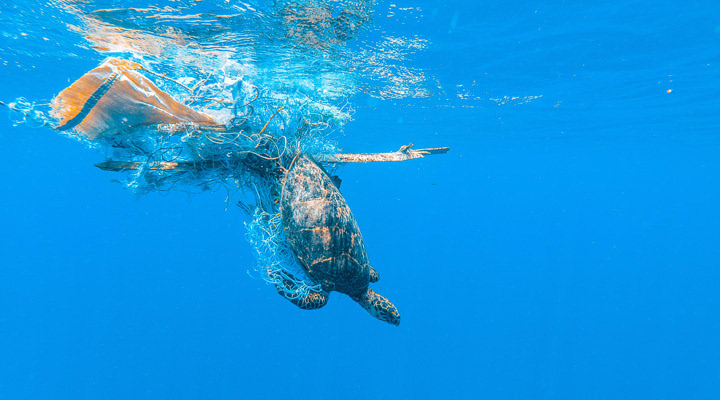 Entangled Sea Turtle On A Ghost Net @ Adobe Stock