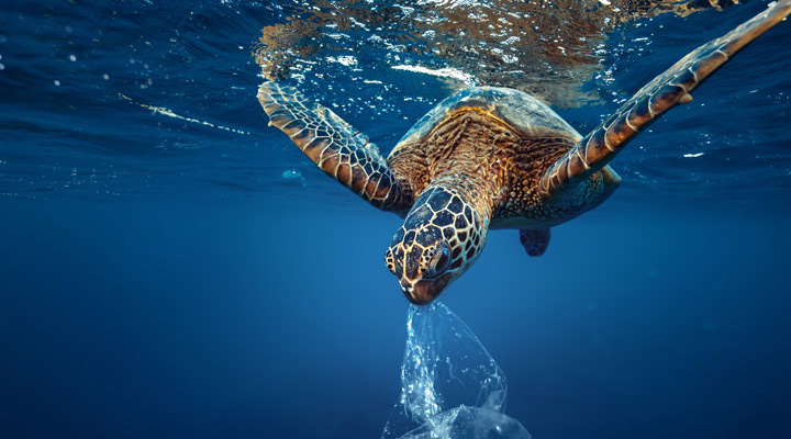 A turtle eating plastic bag underwater in open sea @ Adobe Stock