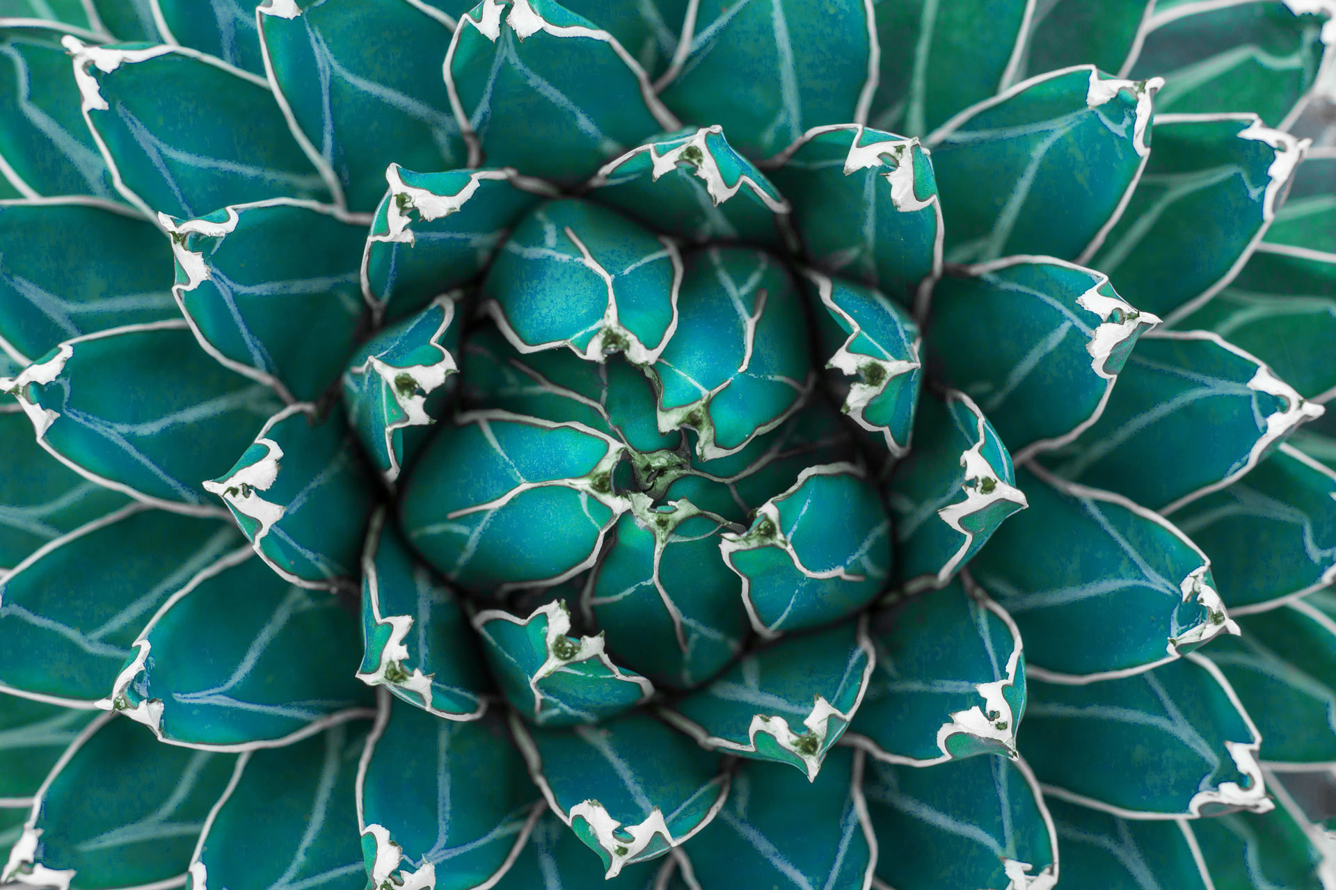 Verdigris @ Adobe Stock