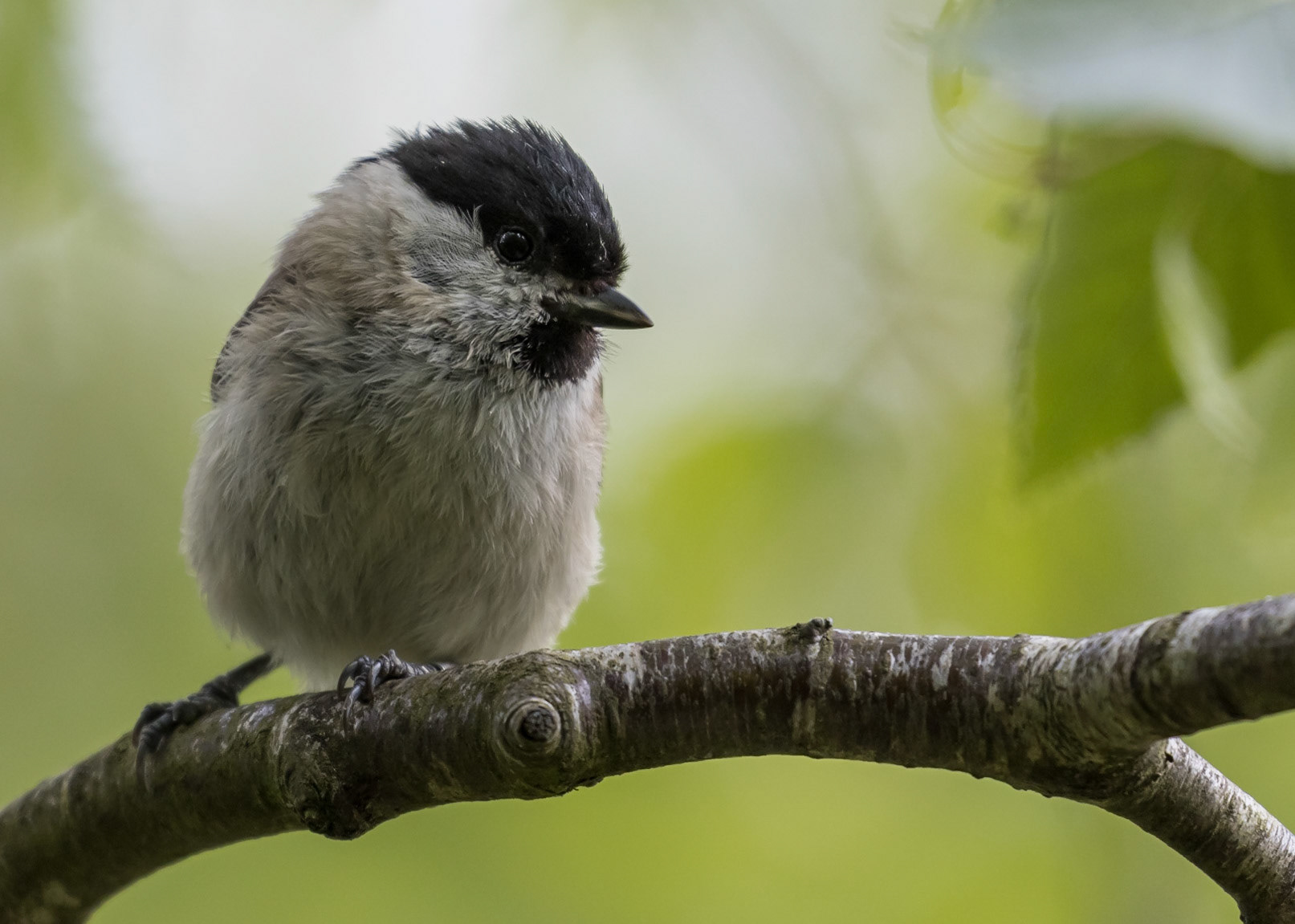 Marsh Tit