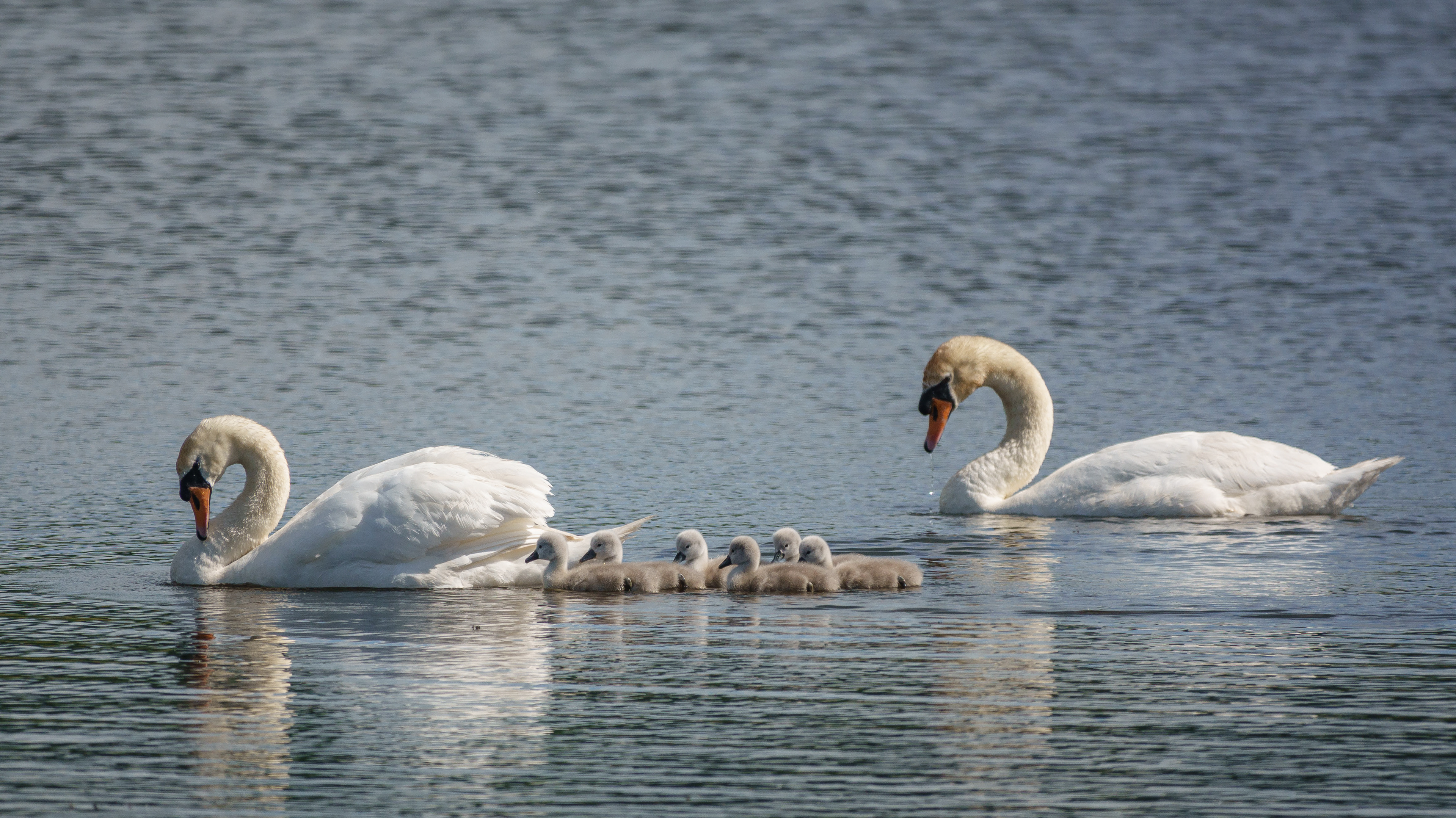 Mute Swan