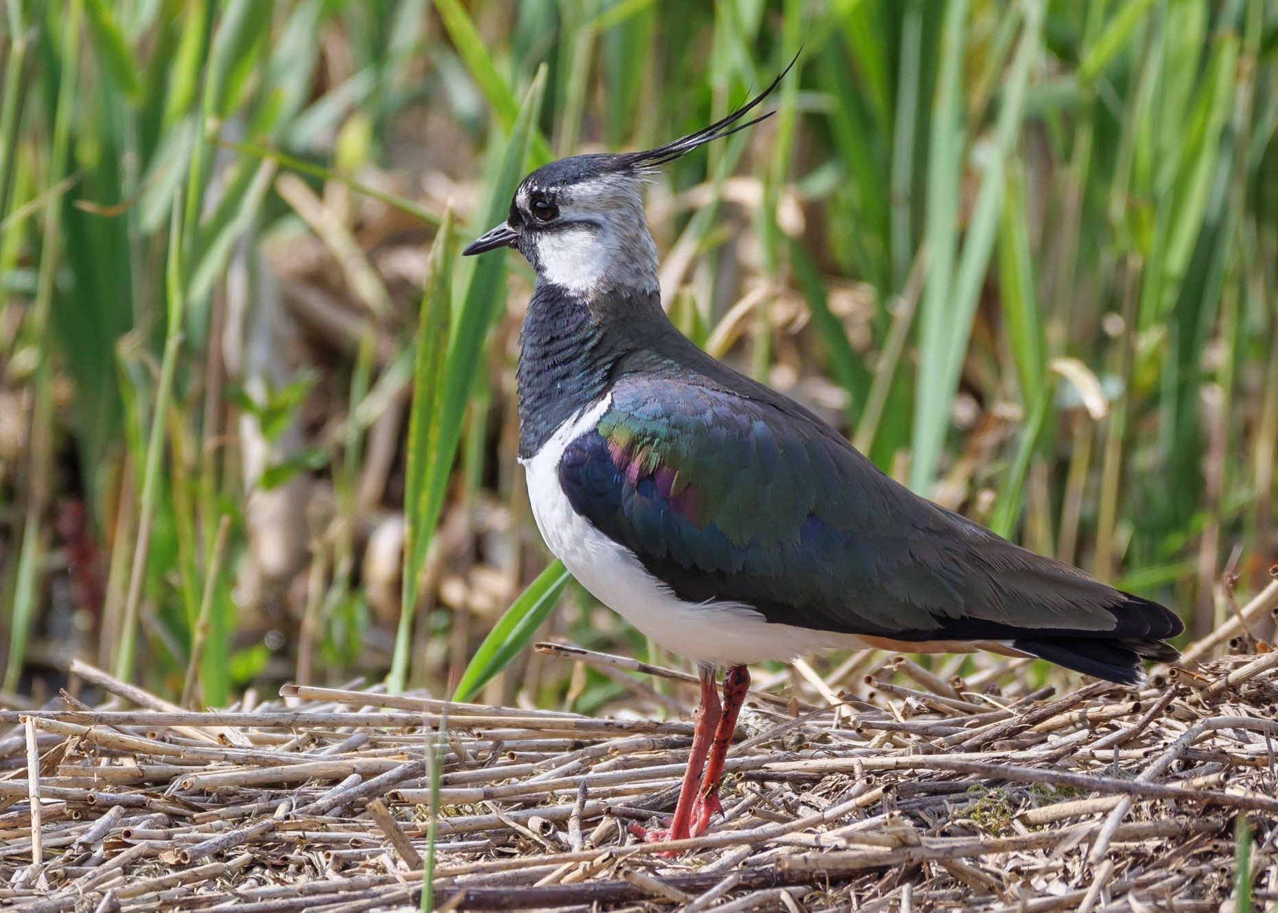 Lapwing
