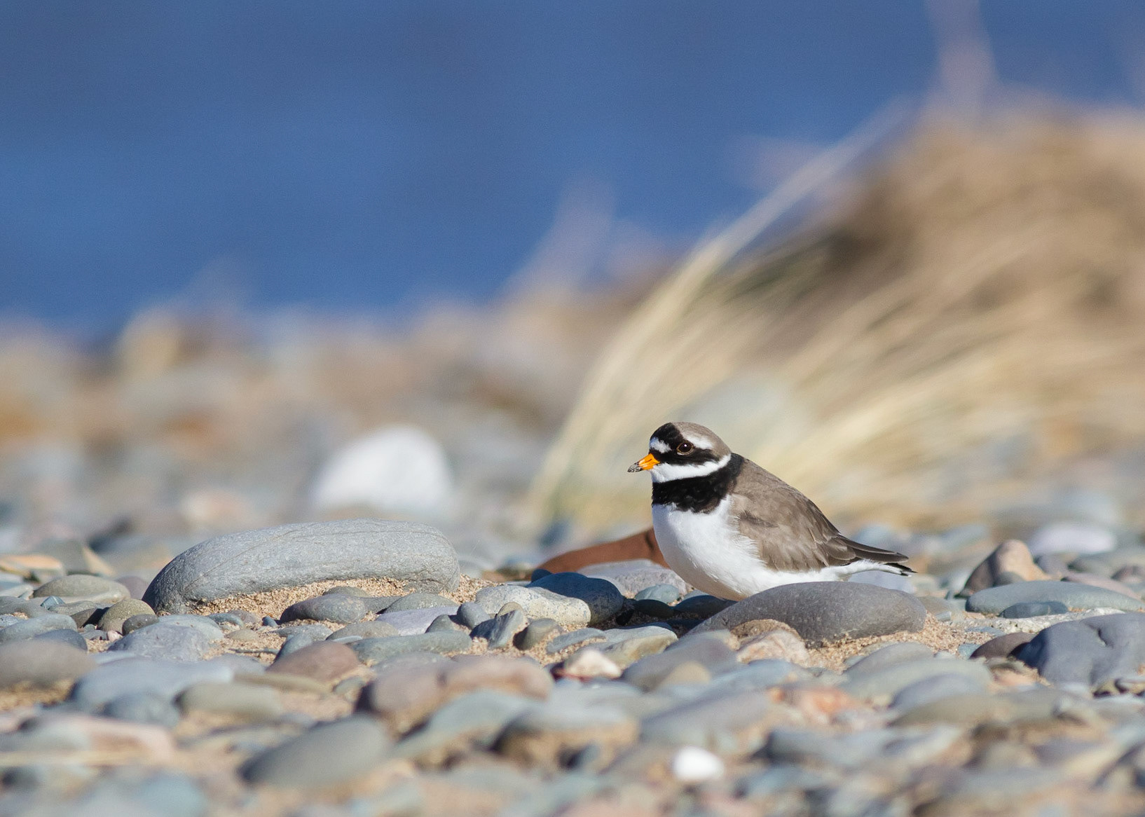Ringed Plover