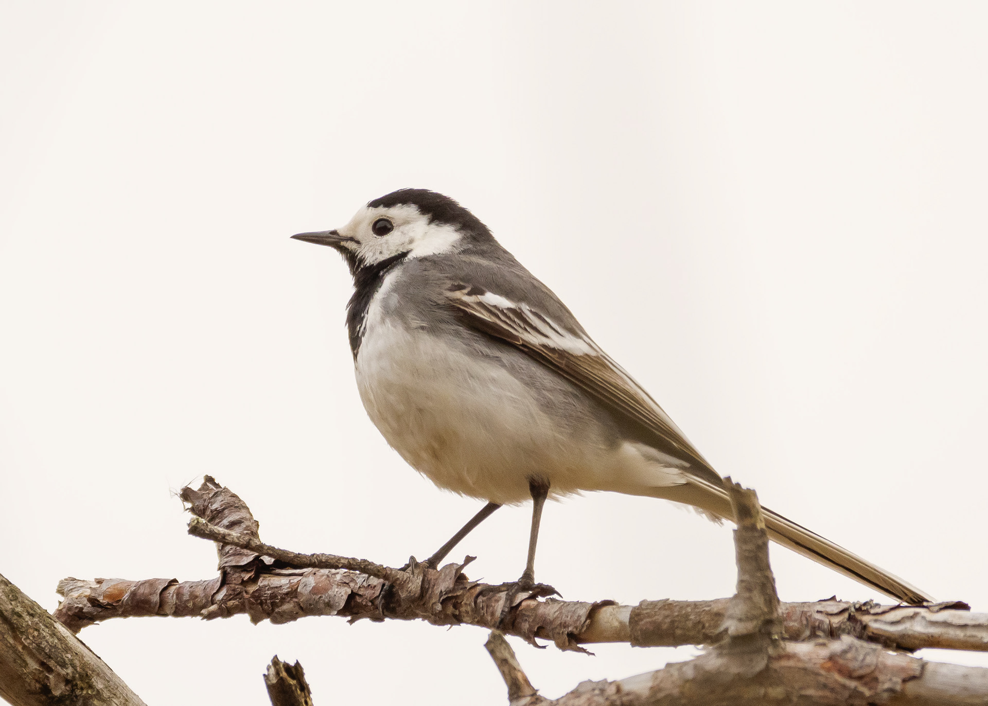 Pied Wagtail
