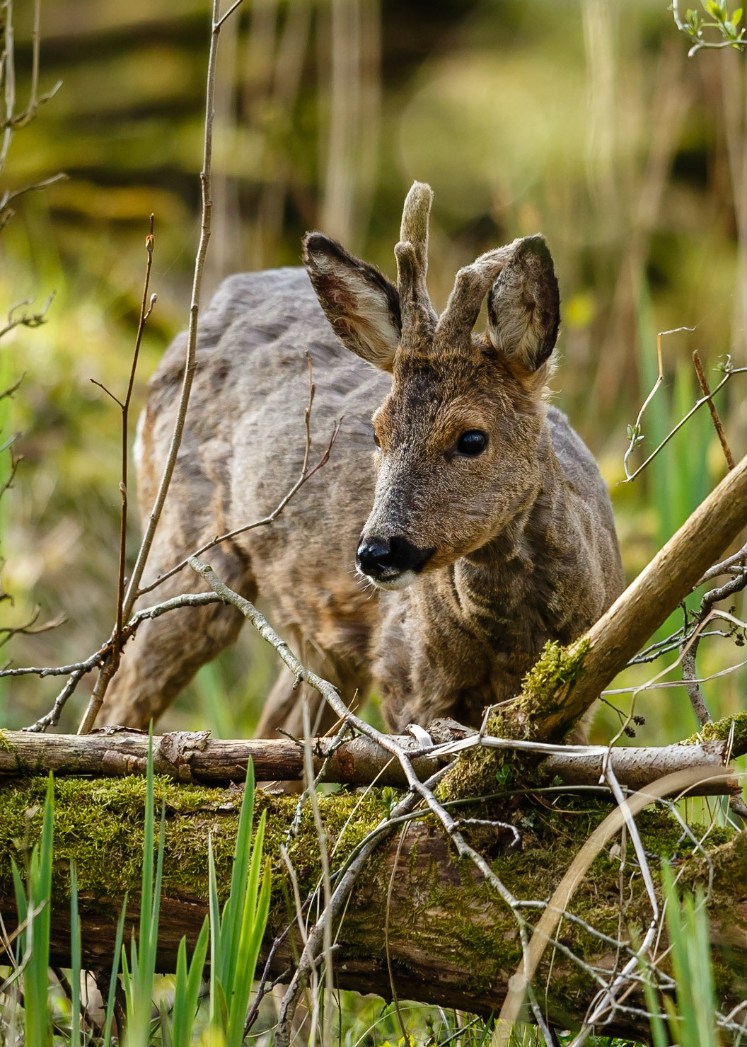 Roe Deer