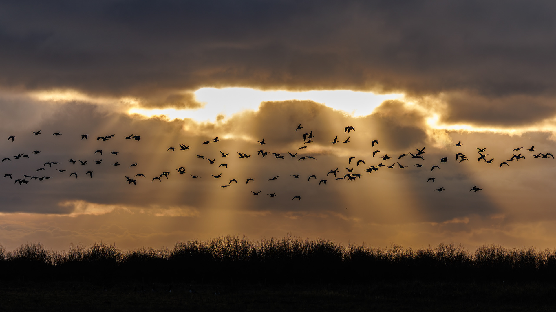 Barnacle Geese