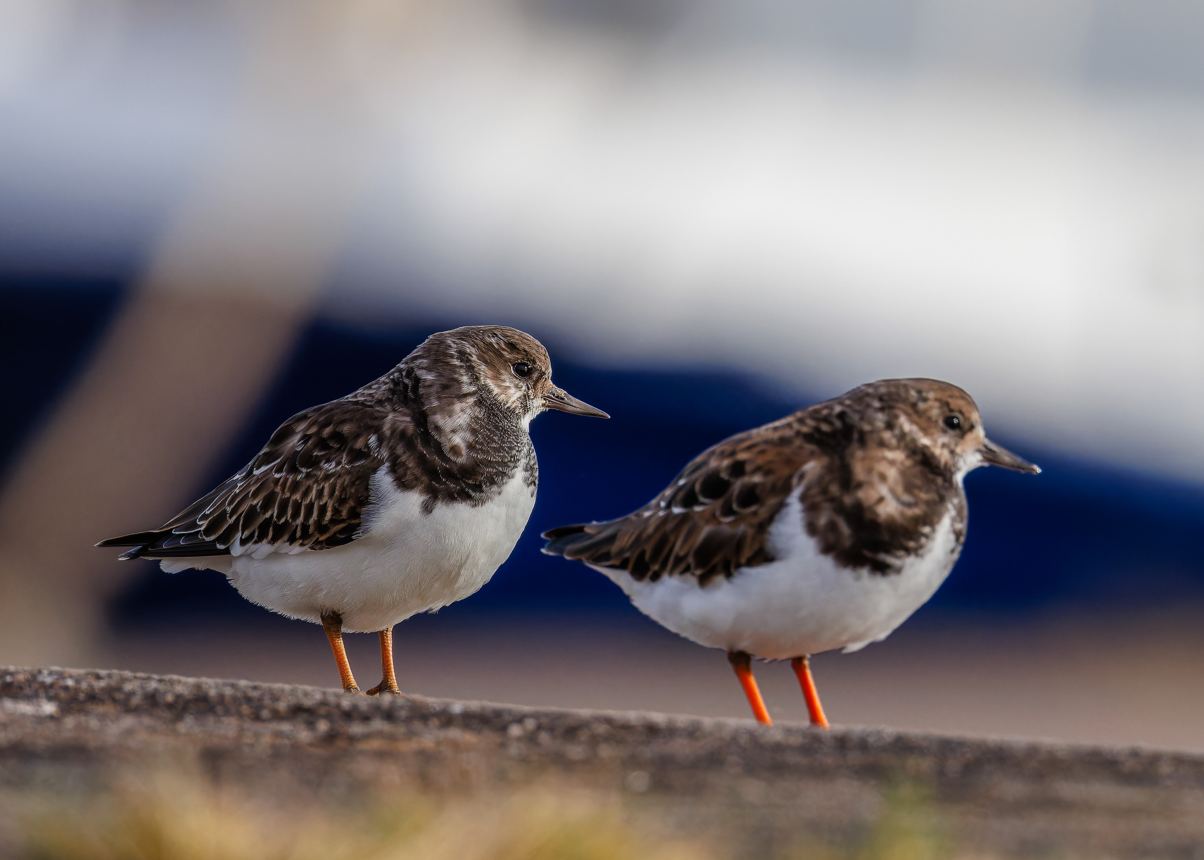 Turnstone
