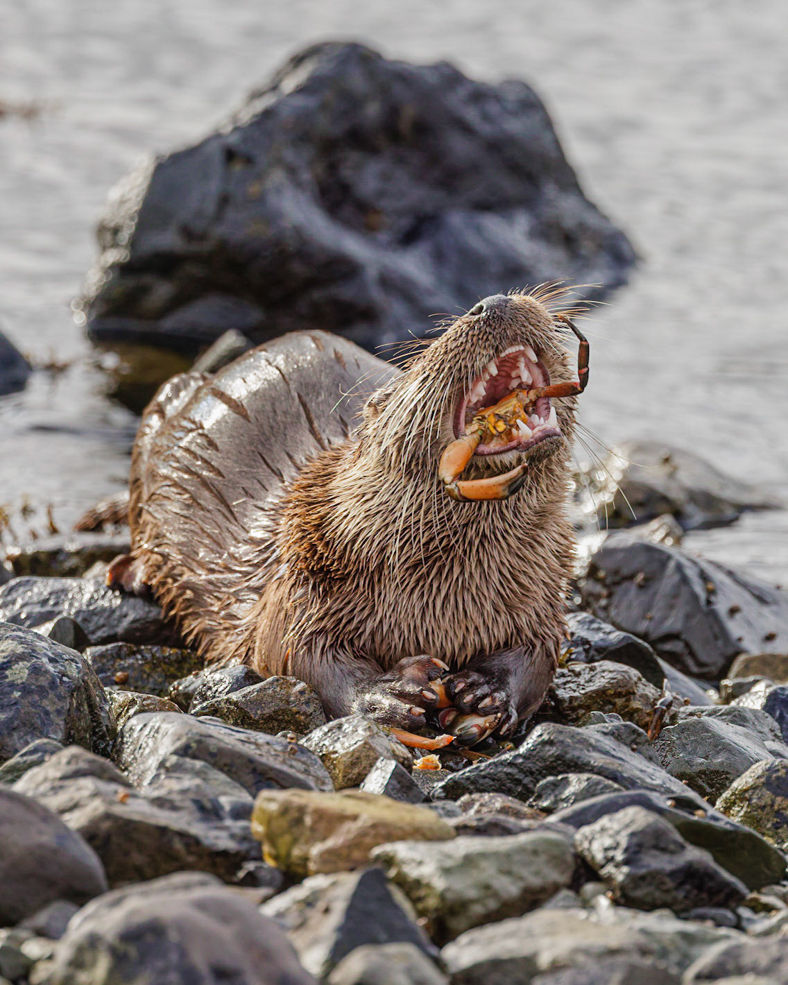 Otter