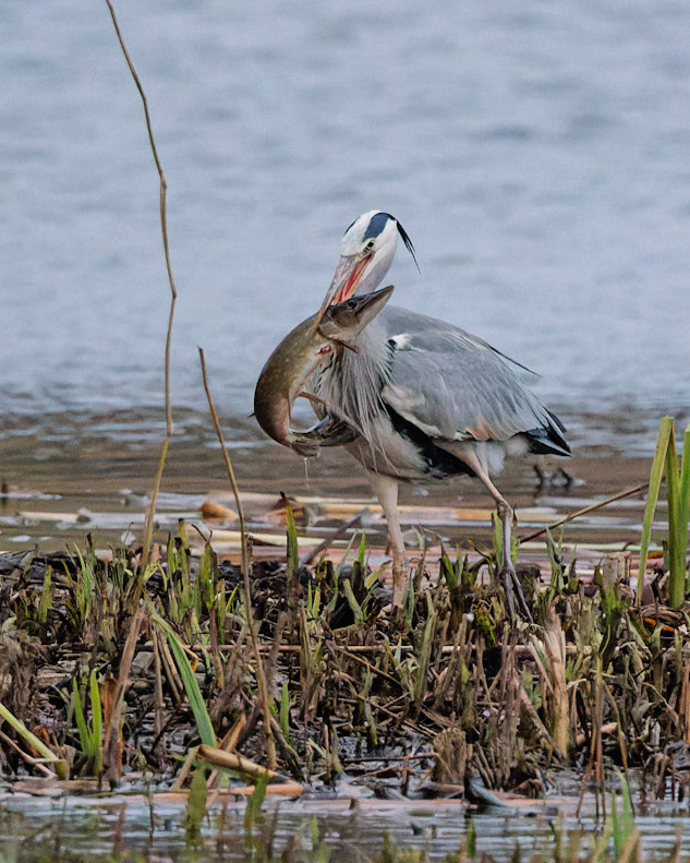 Grey Heron