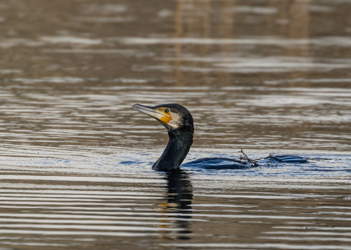 Cormorant
