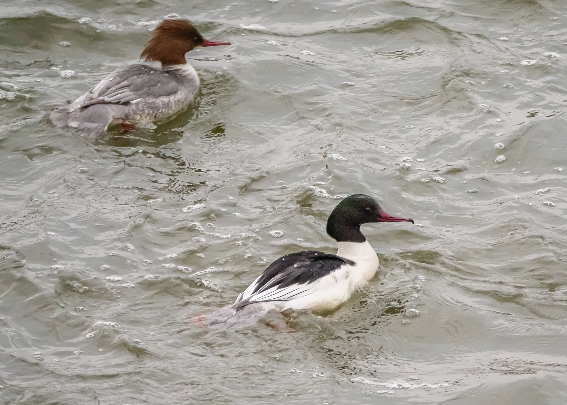 Goosander
