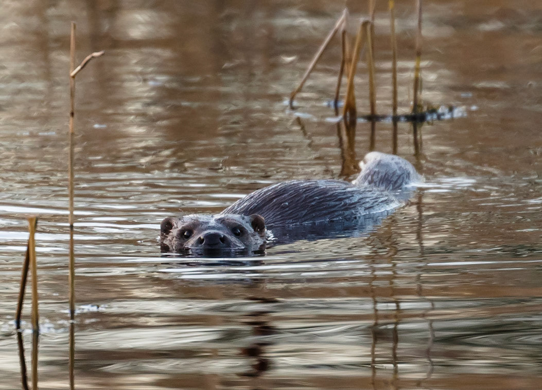 Otter