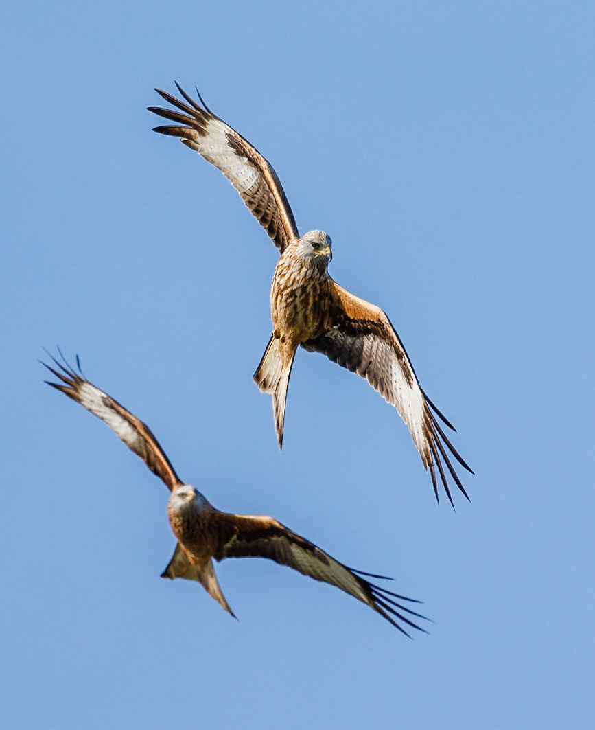 Red Kite