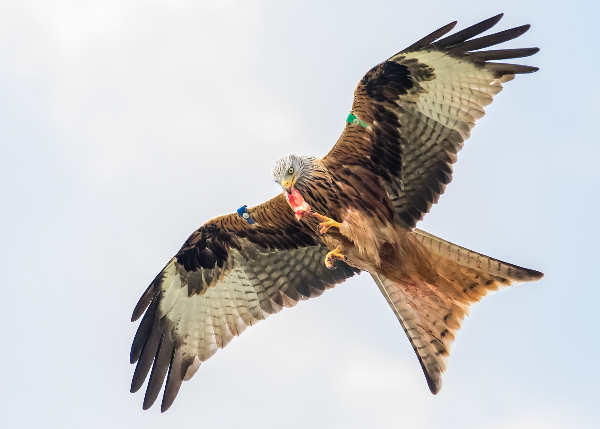 Red Kite