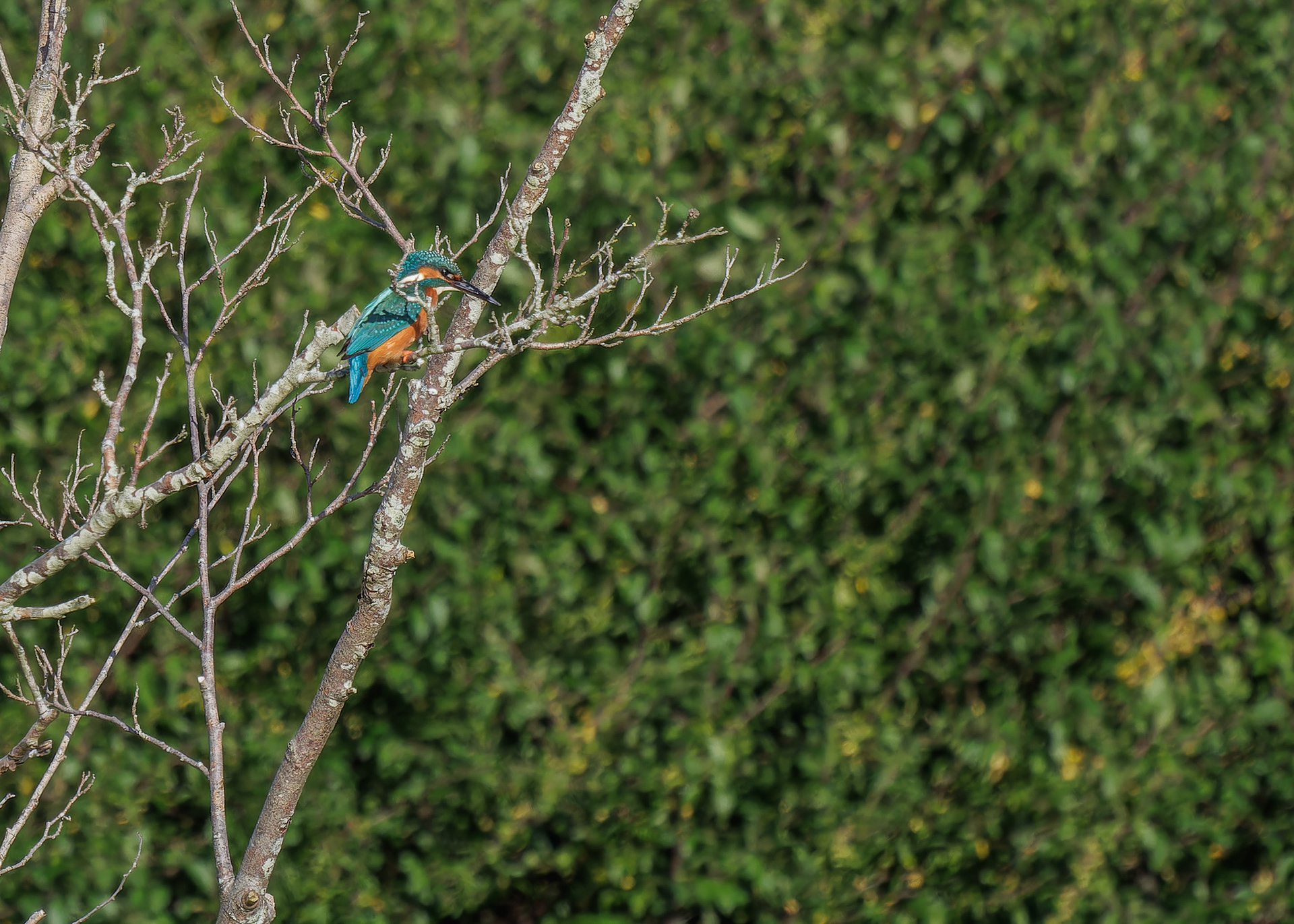 Kingfisher