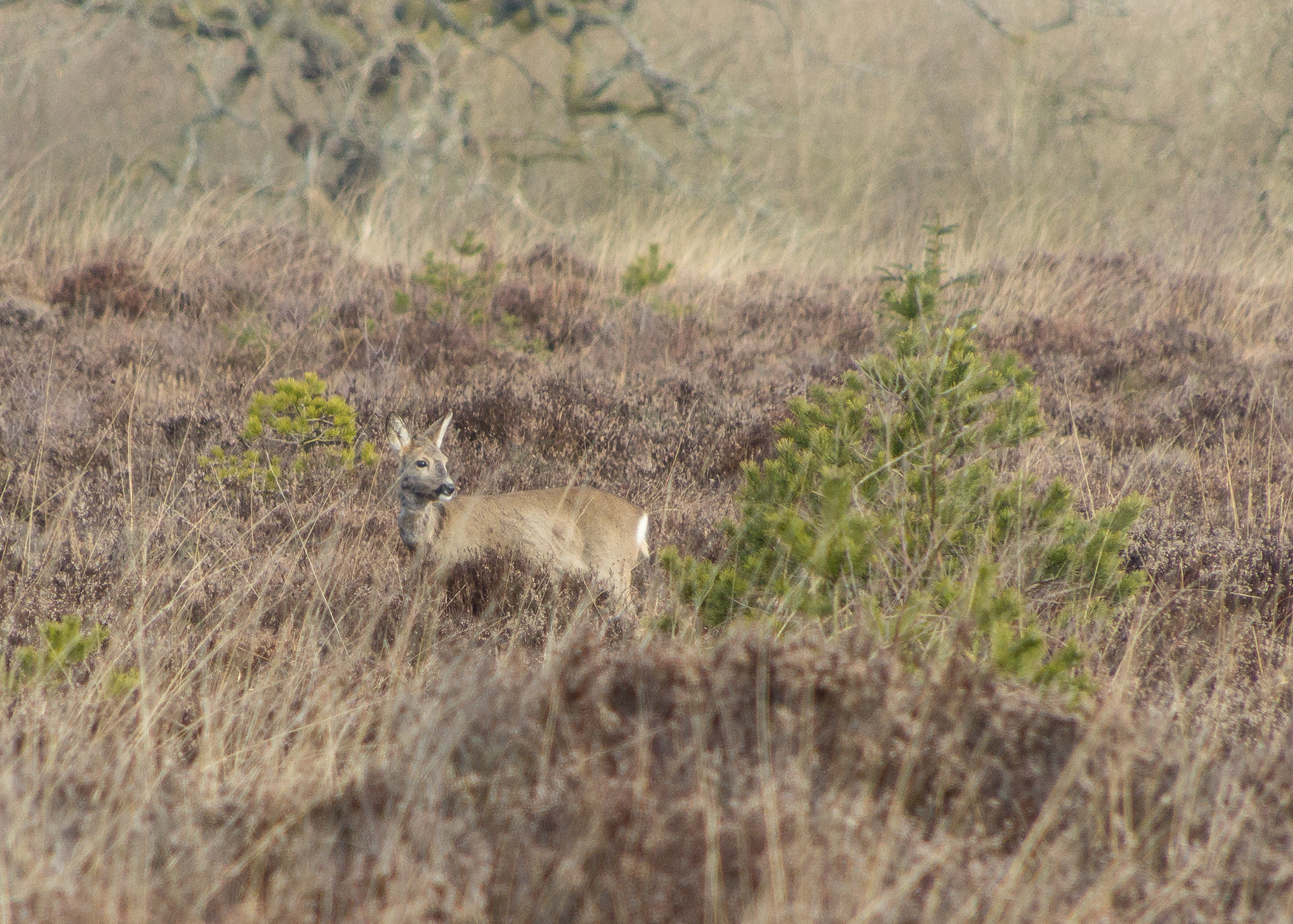 Roe Deer