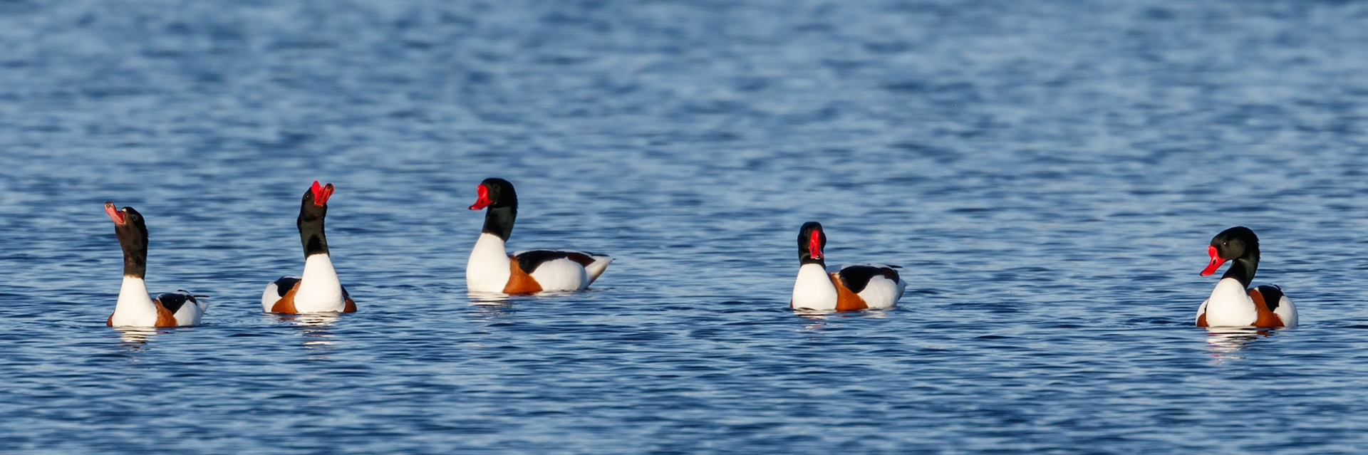 Shelduck