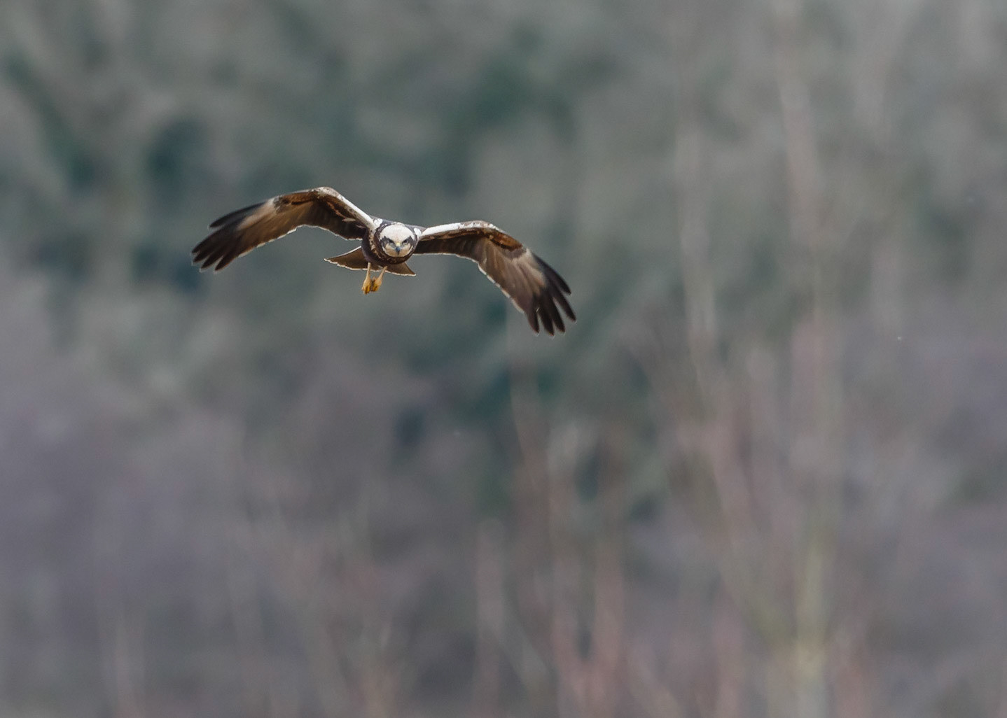 Marsh Harrier
