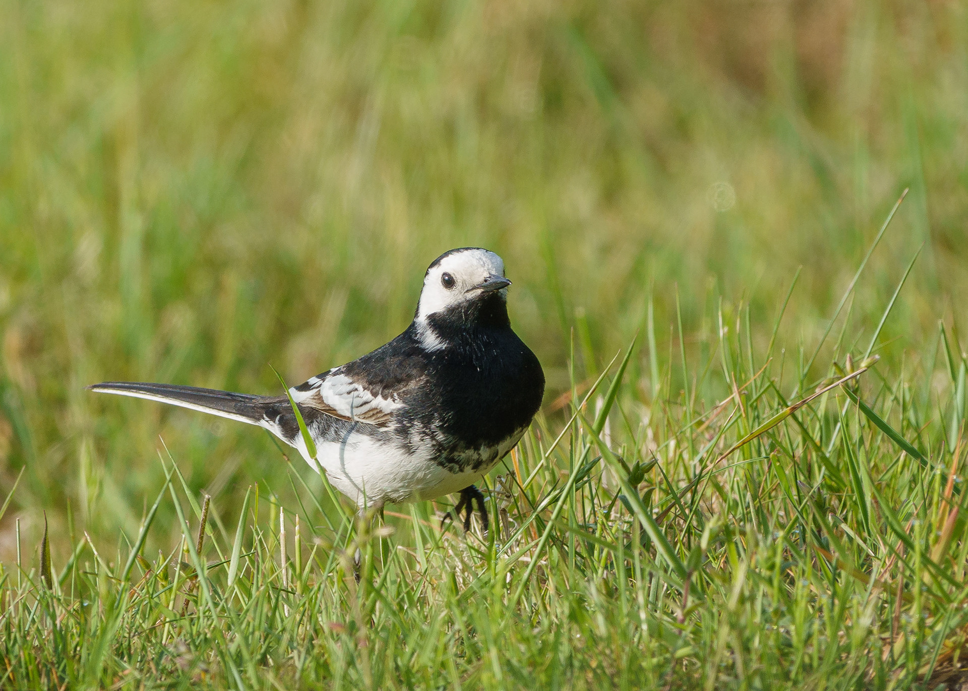 Pied Wagtail