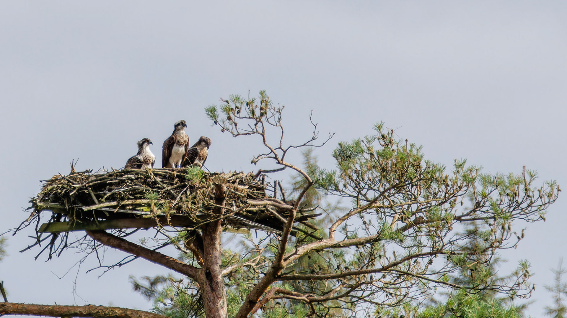 Ospreys