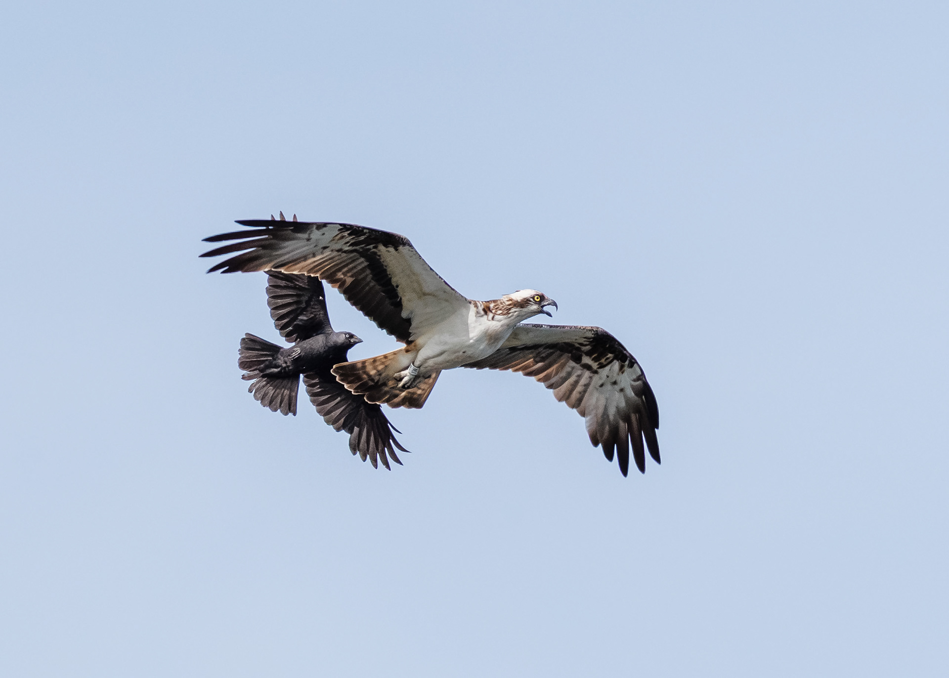 Osprey and Jackdaw