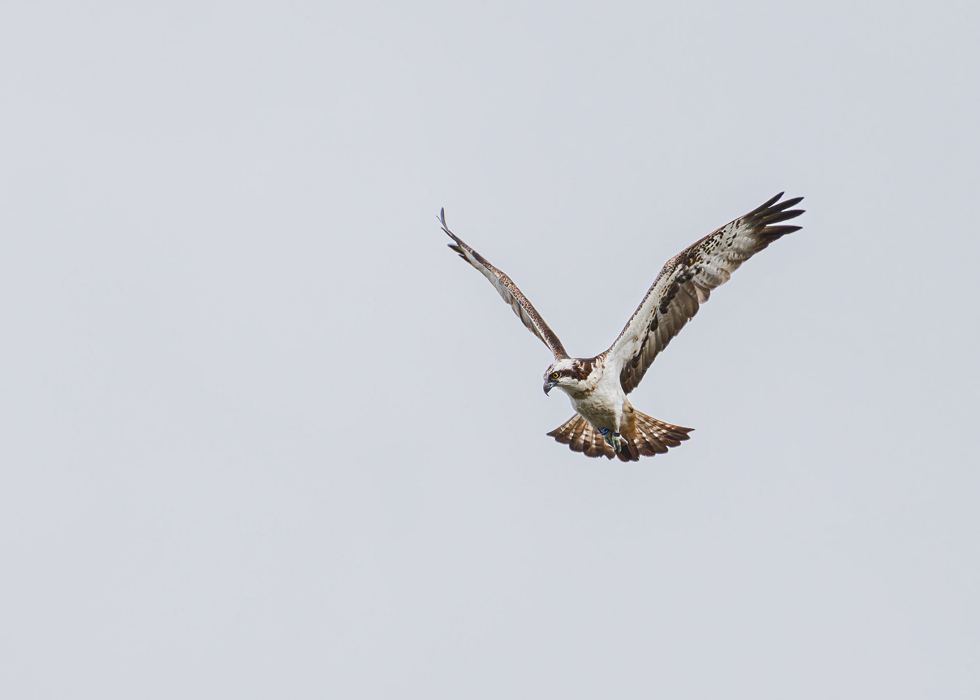 Osprey
