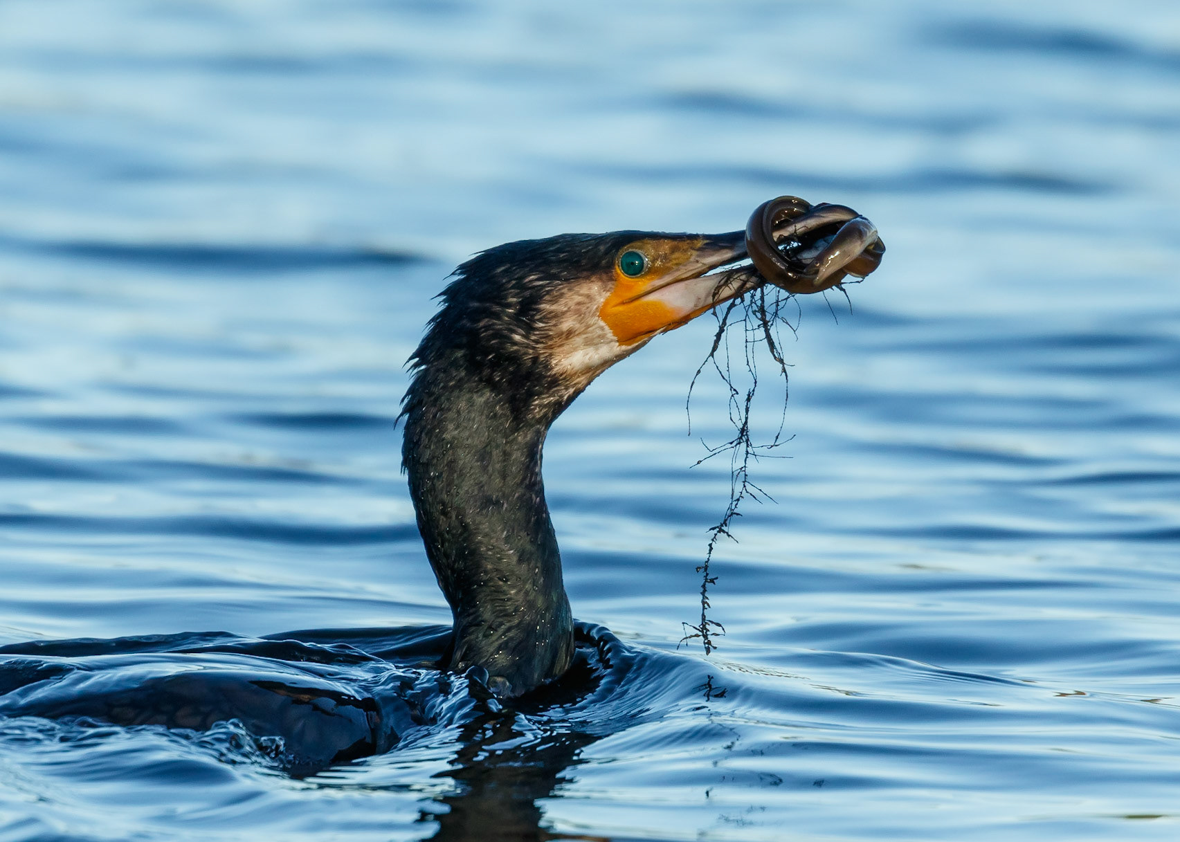 Cormorant