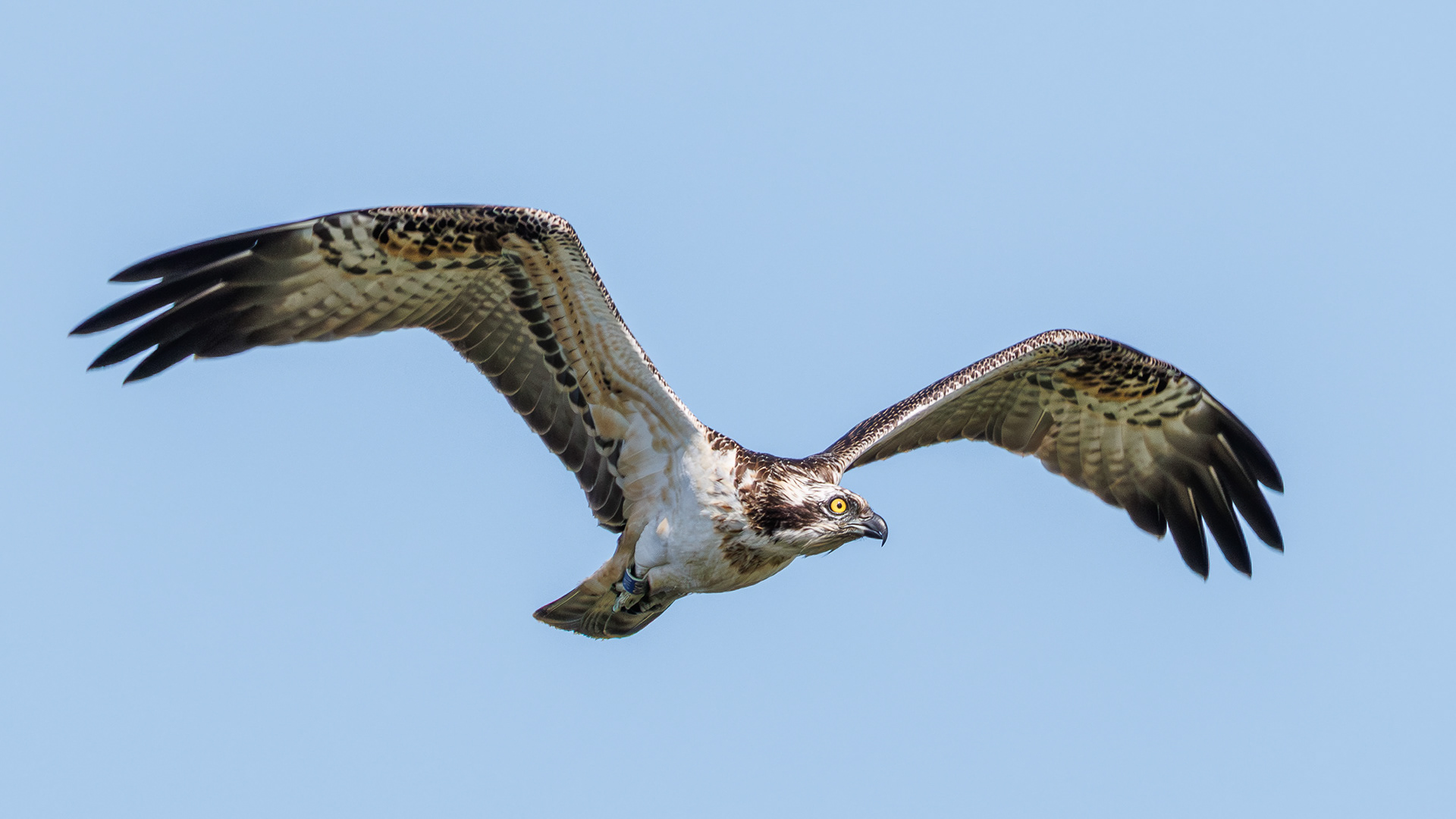 Osprey