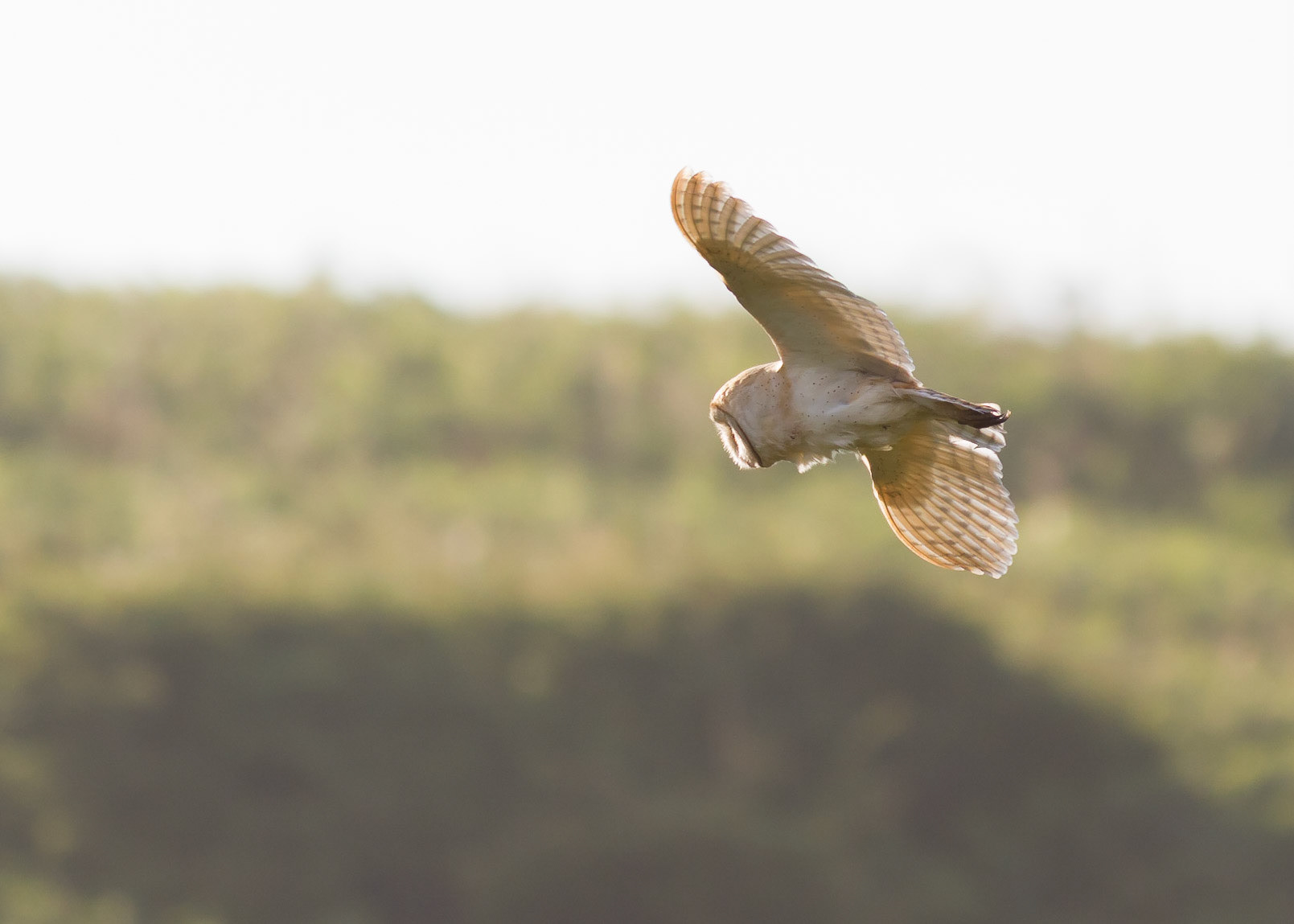 Barn Owl