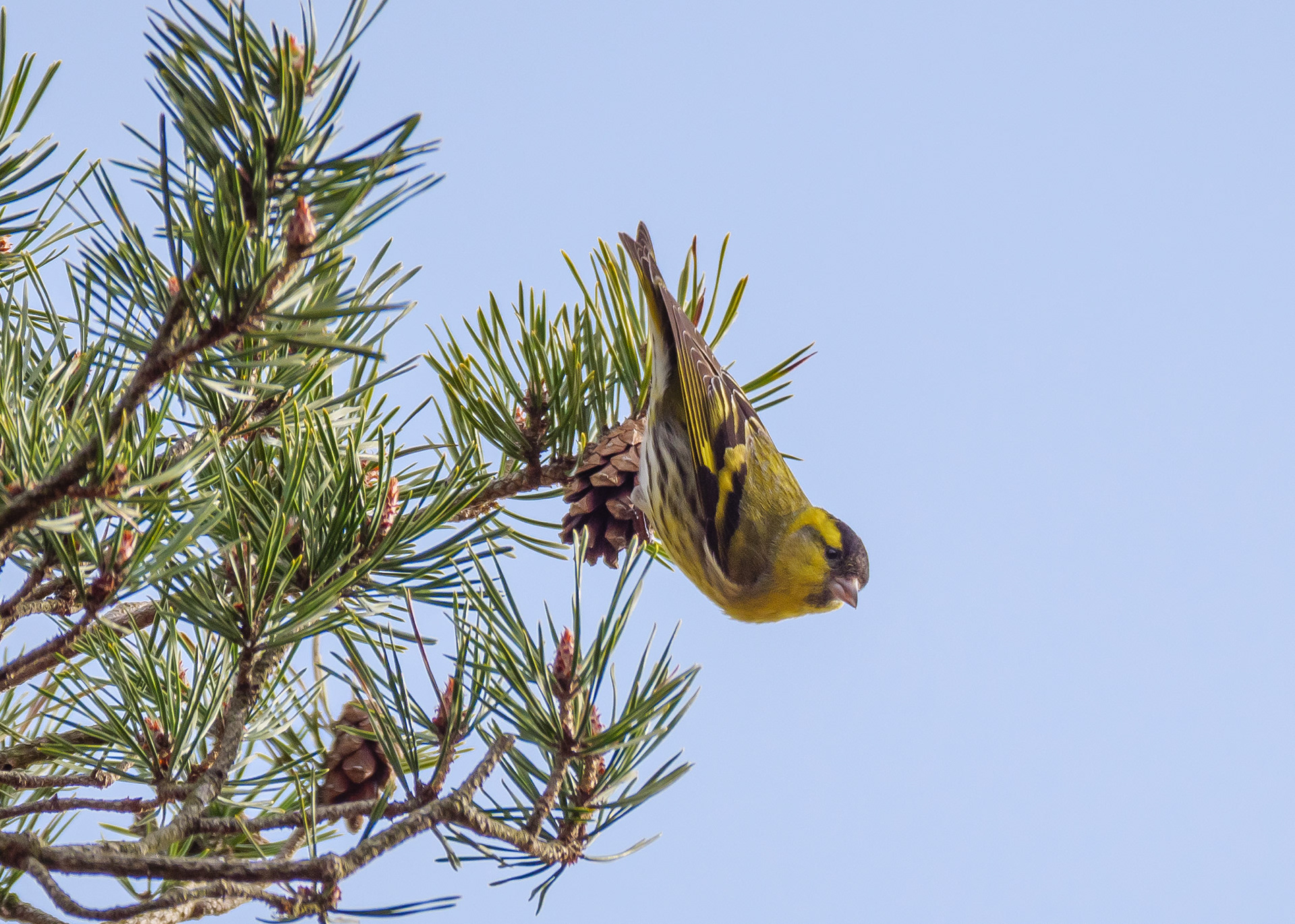 Siskin