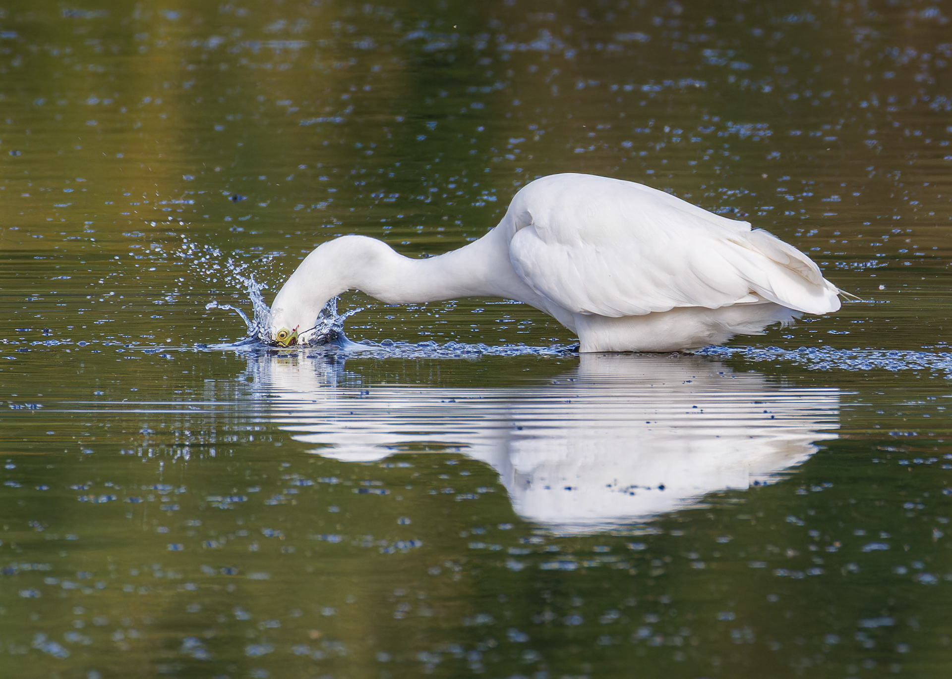 Great White Egret