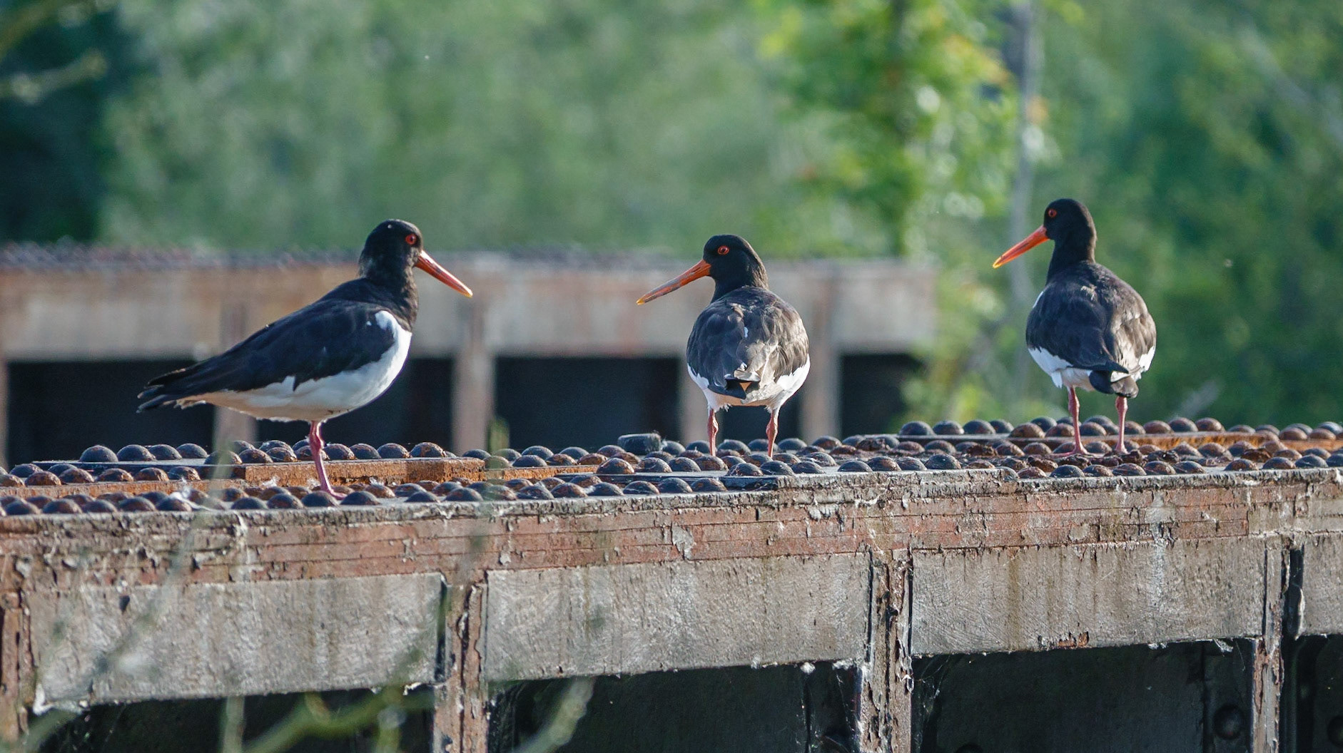 Oystercatchers